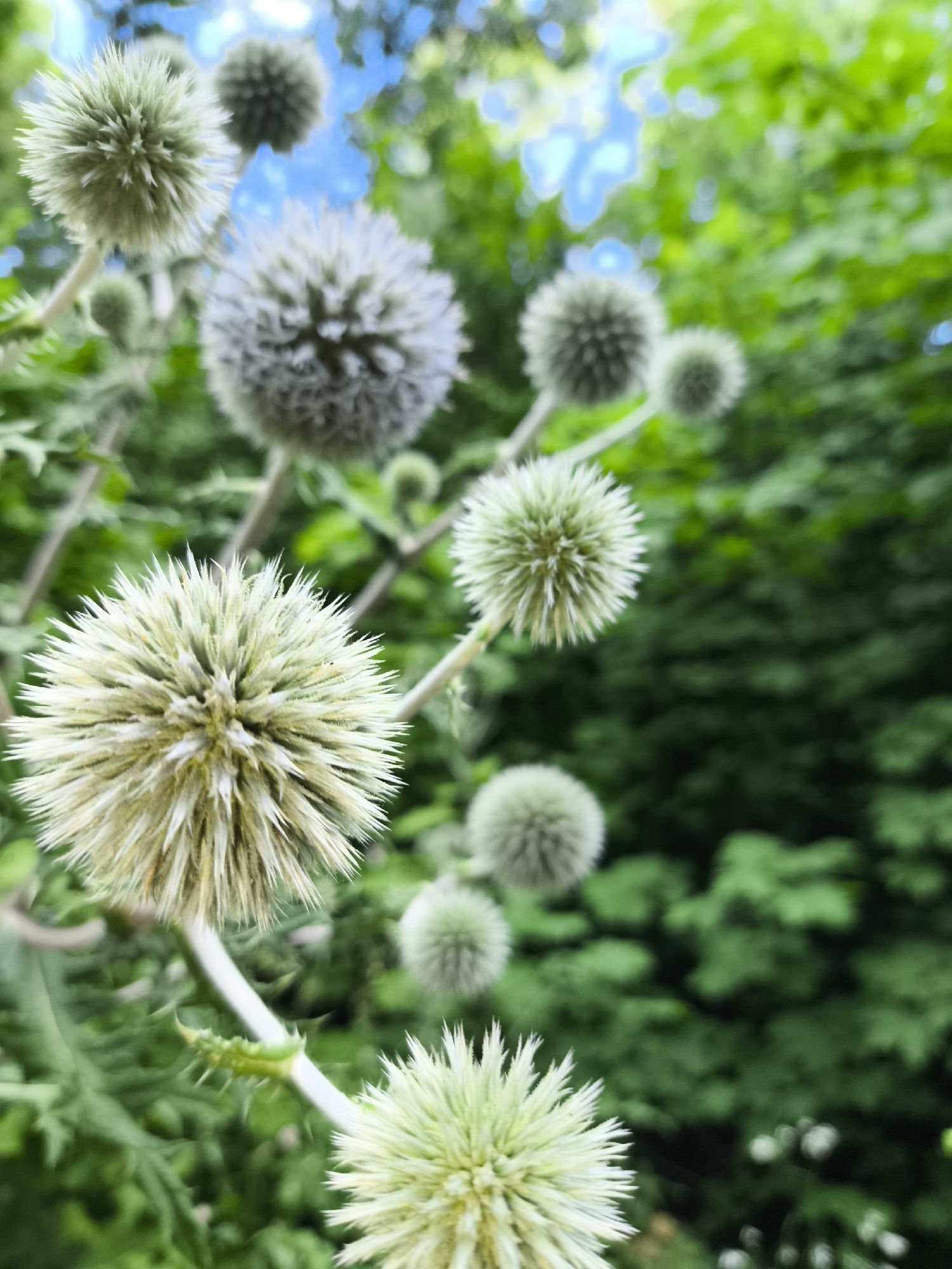 Summer flora and insects up close in Samara