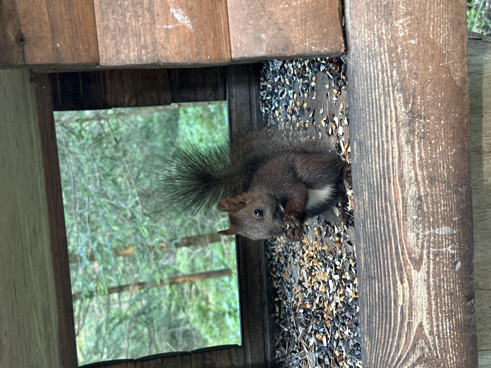 Red squirrel at a forest bird feeder, morning woodland walk