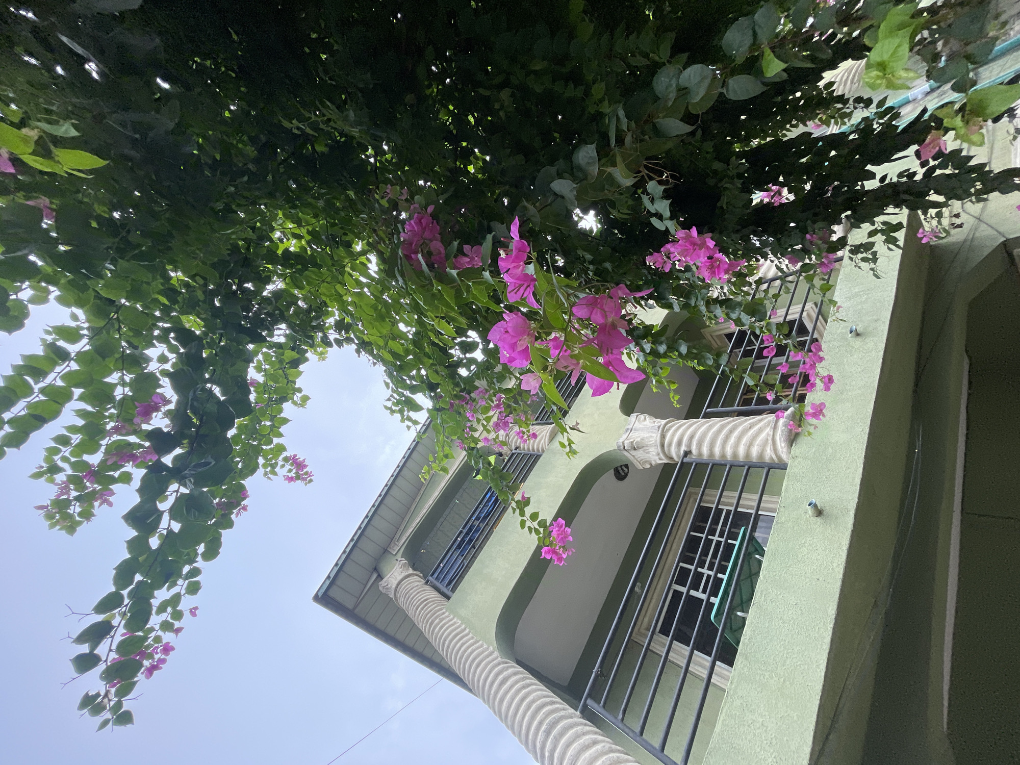 Morning photo session with bougainvillea flowers in Ado, Nigeria