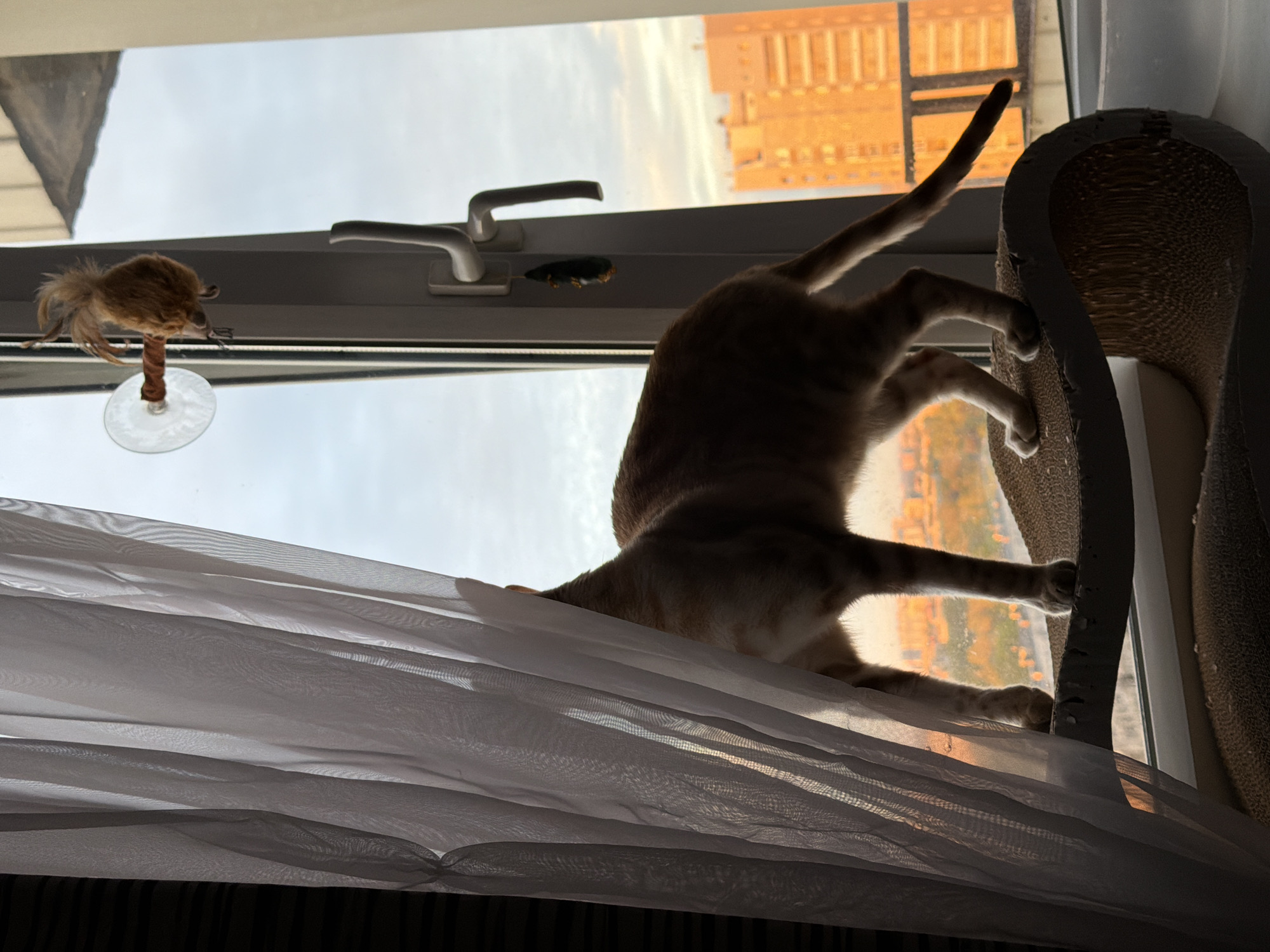 Cat stretches and plays on Russian window sill