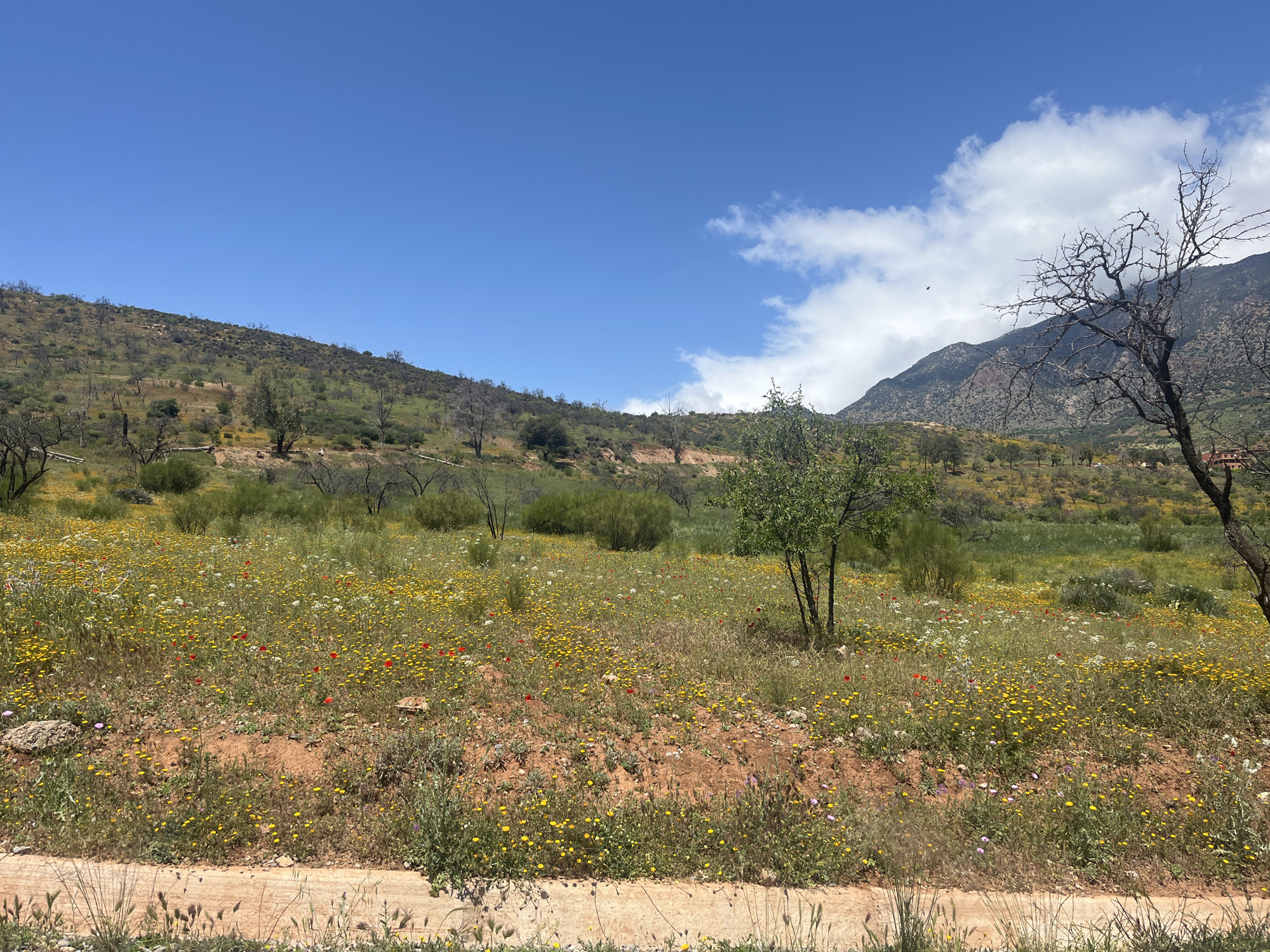 Spring wildflower blooms captured across Ouaouizert Morocco landscapes
