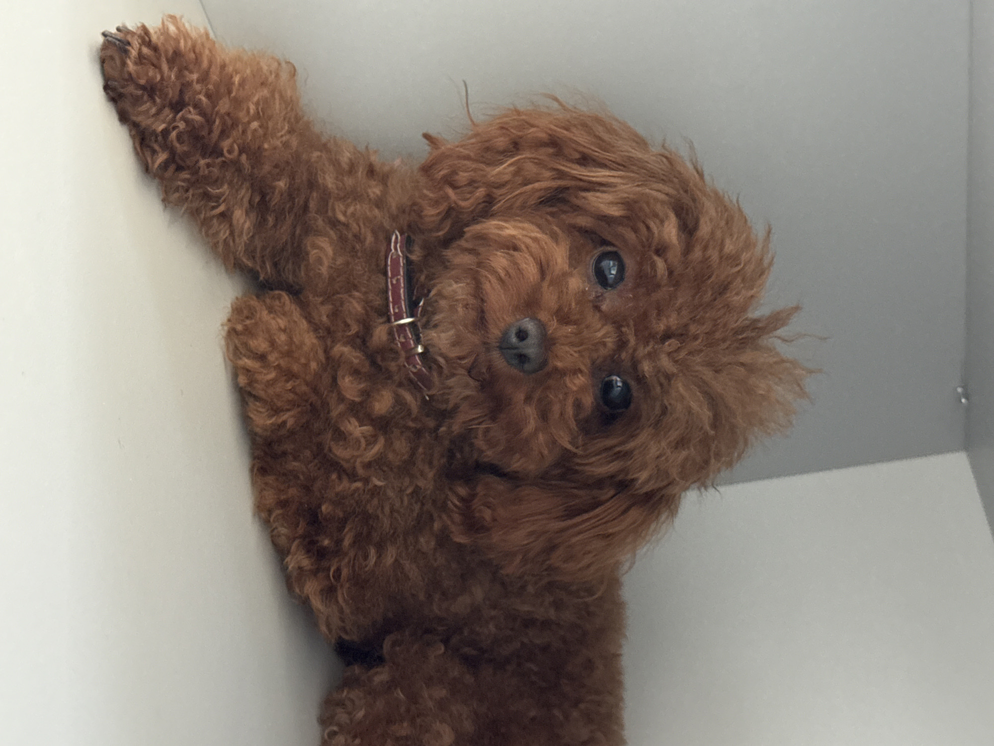 Brown poodle and public fountain documented in Yagoda, Bulgaria