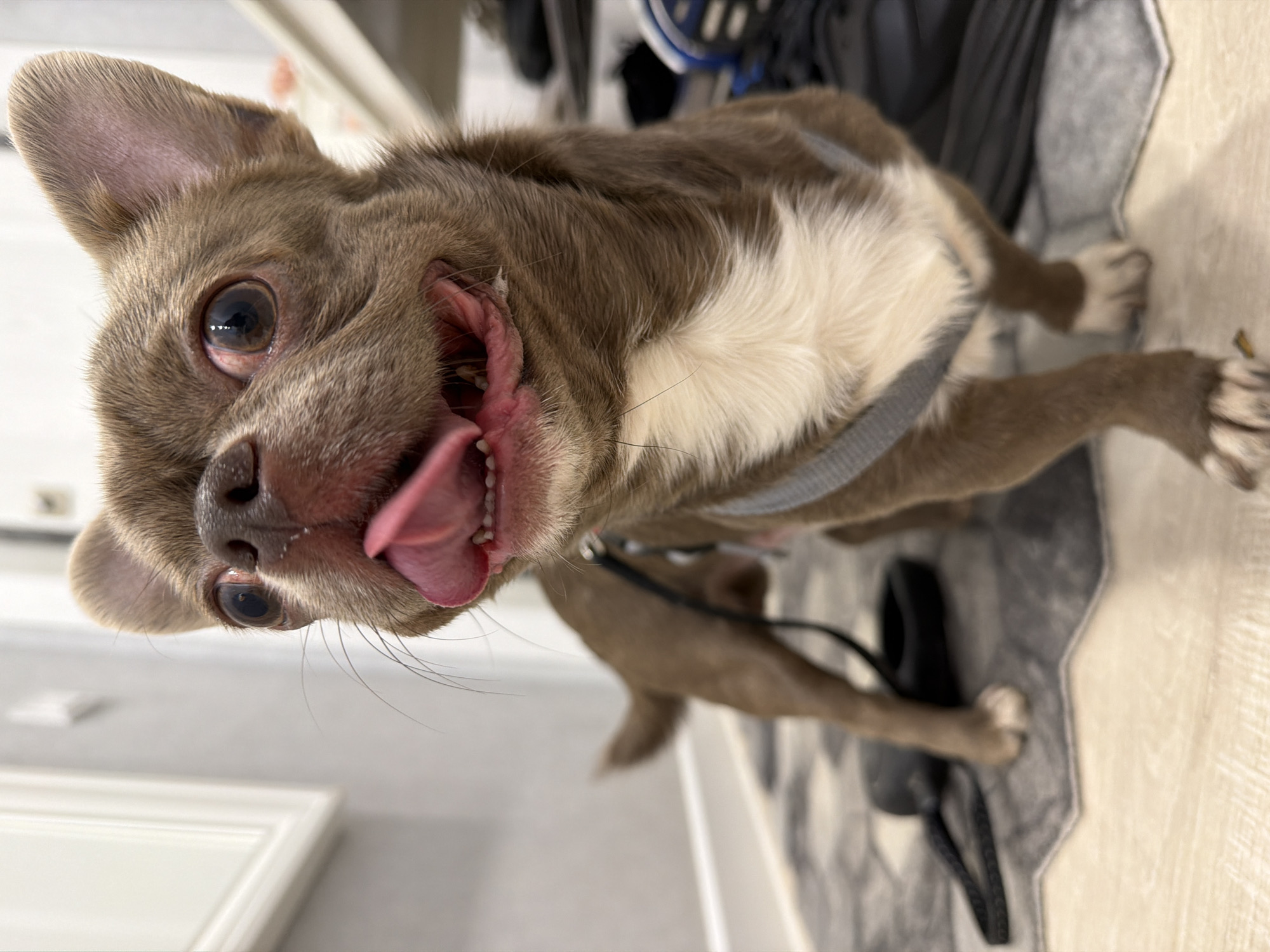 Chihuahua in harness photographed panting indoors in Votkinsk, Russia
