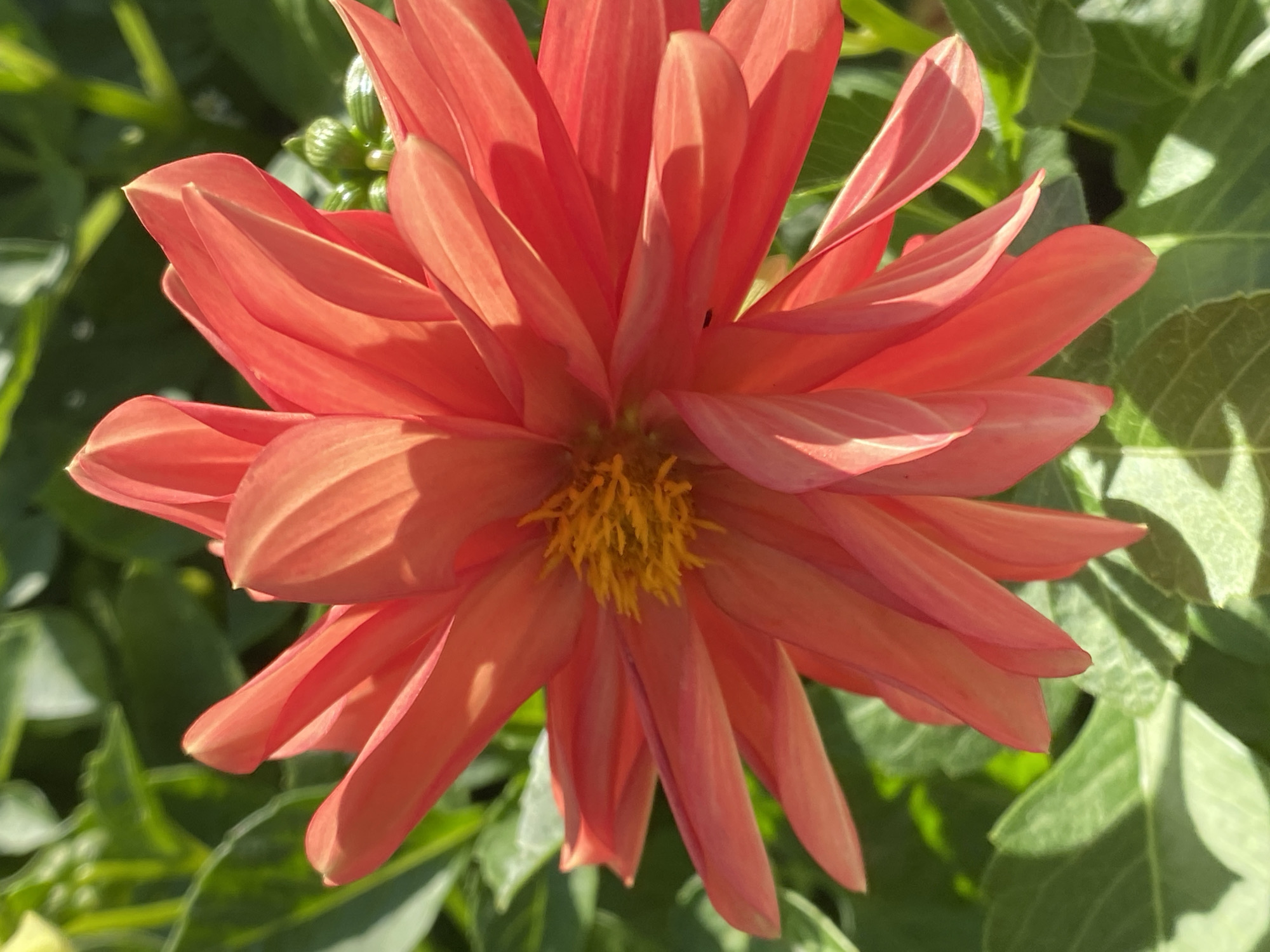 Dahlias, a dragon ride, and Siberia street art in Novokuznetsk