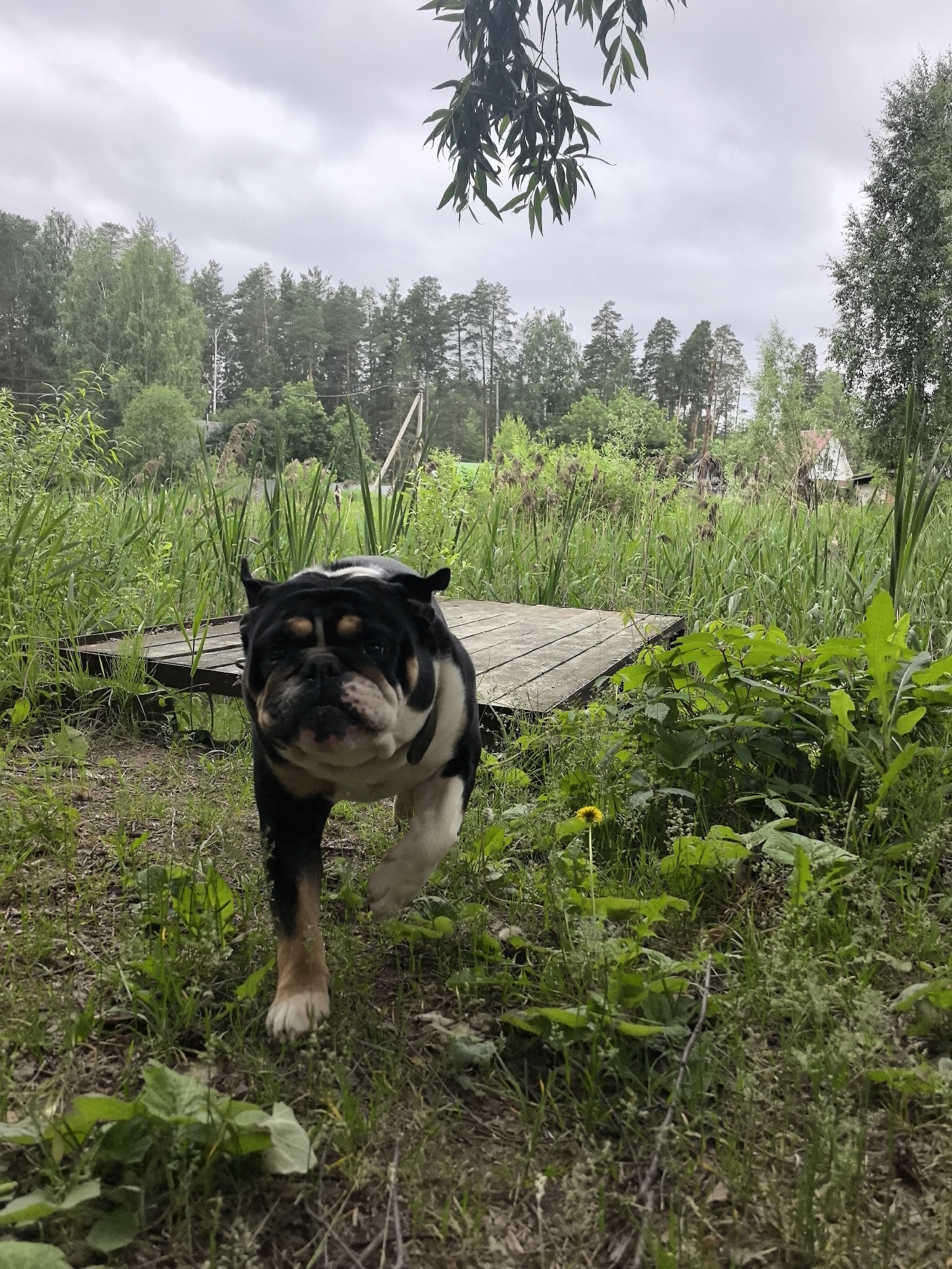 Morning moments captured in rural Noviy: woman, child, bulldog