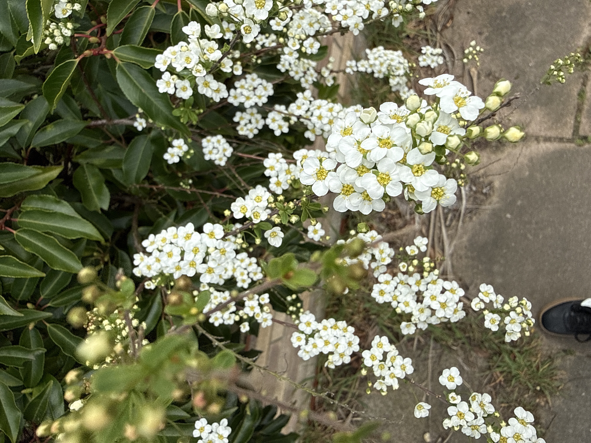 Spring scenes captured across Norfolk: flowers bloom, palms sway