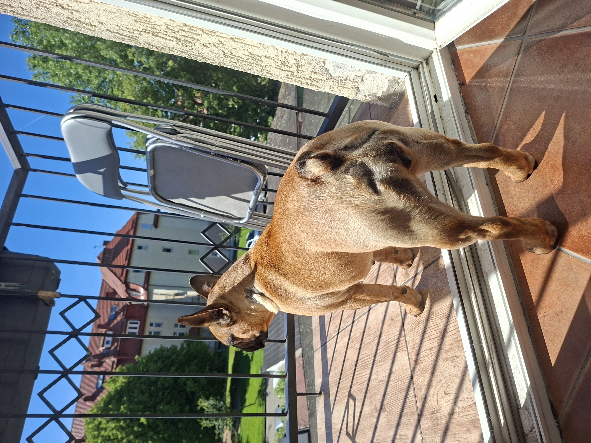 Lazy summer morning at home in Ełk with a French bulldog