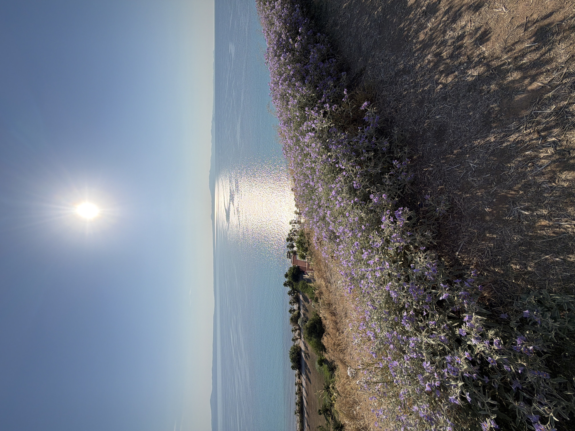 Sunlit hilltop morning on the Kassandra coast, Aegean views