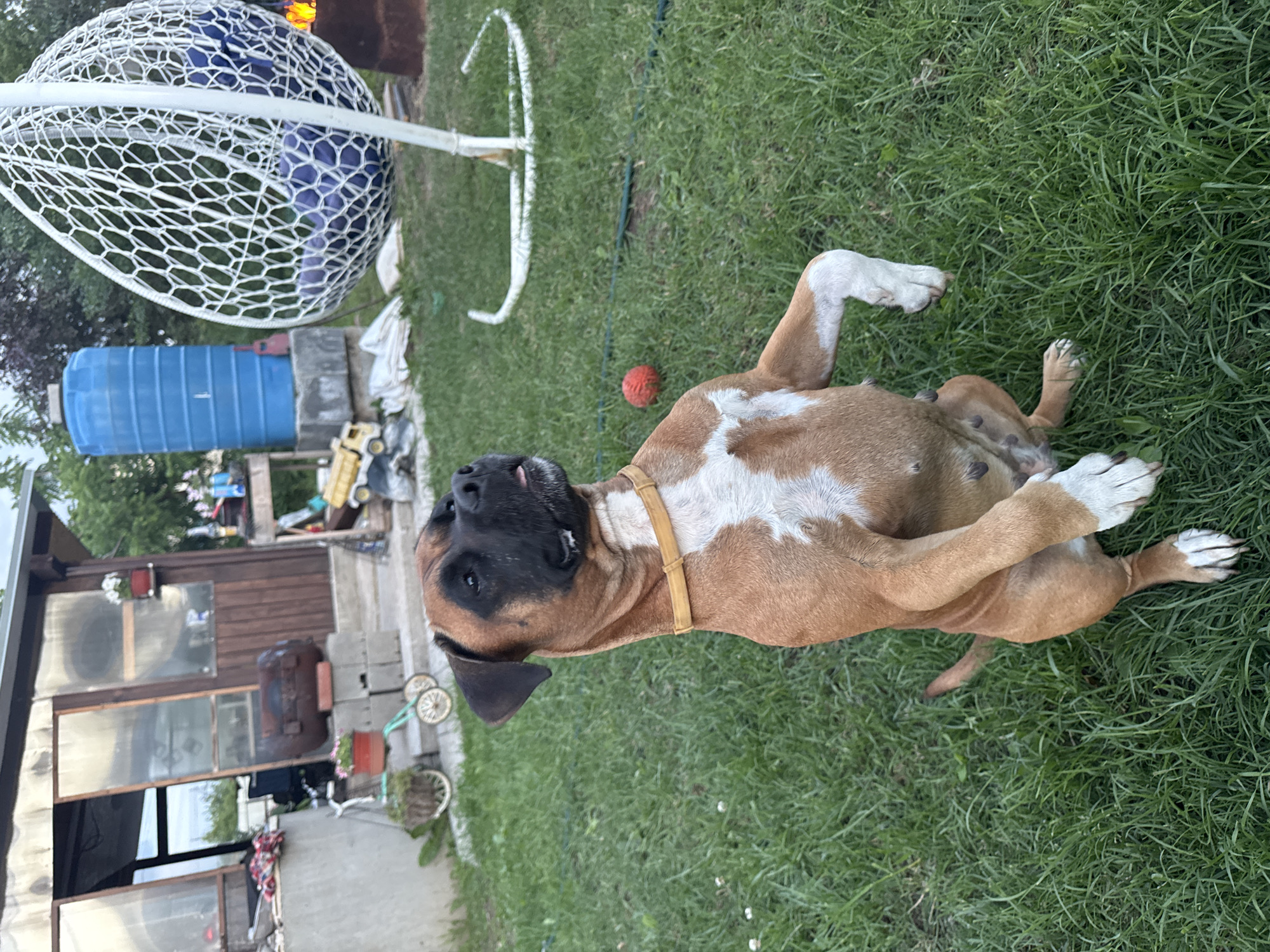 Backyard cookout in Chaikovsky with a boxer dog stealing the show