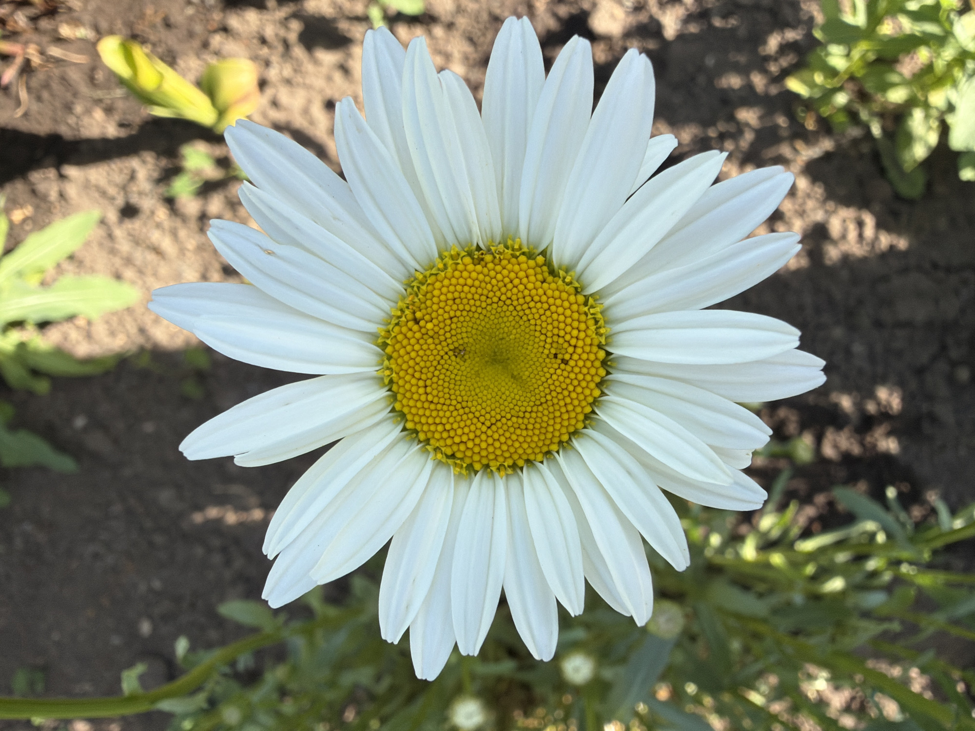 Spring Garden Documentation Captures Diverse Flowering Plants in Bloom