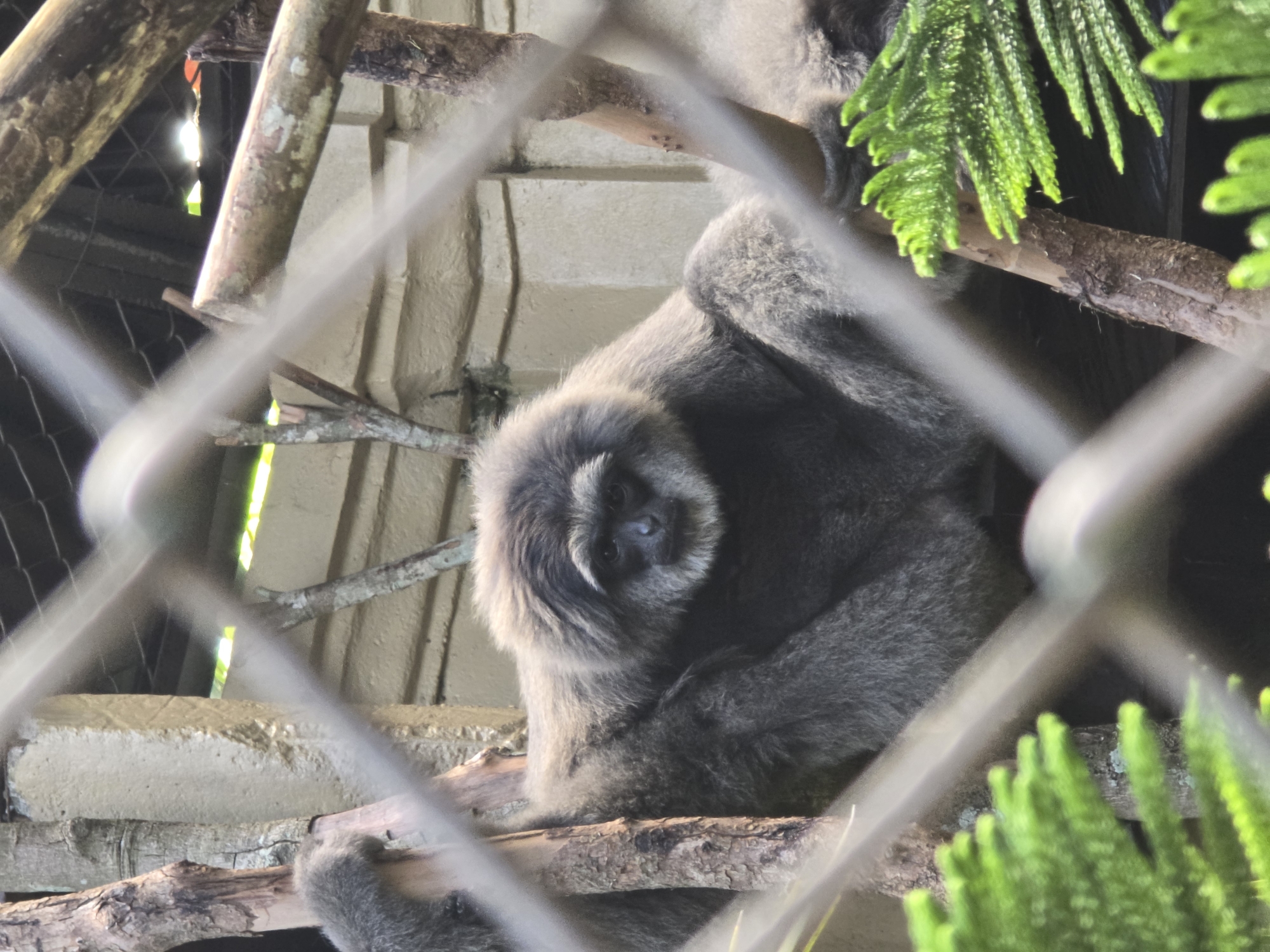 Grey gibbon spotted resting on branch in zoo enclosure