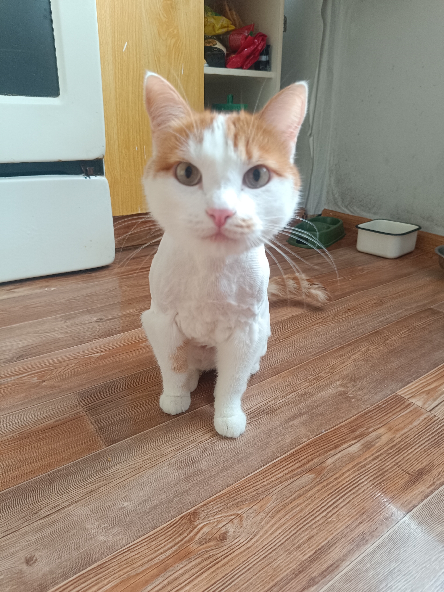 Groomed cat spotted in Mezhgorye kitchen eating kibble