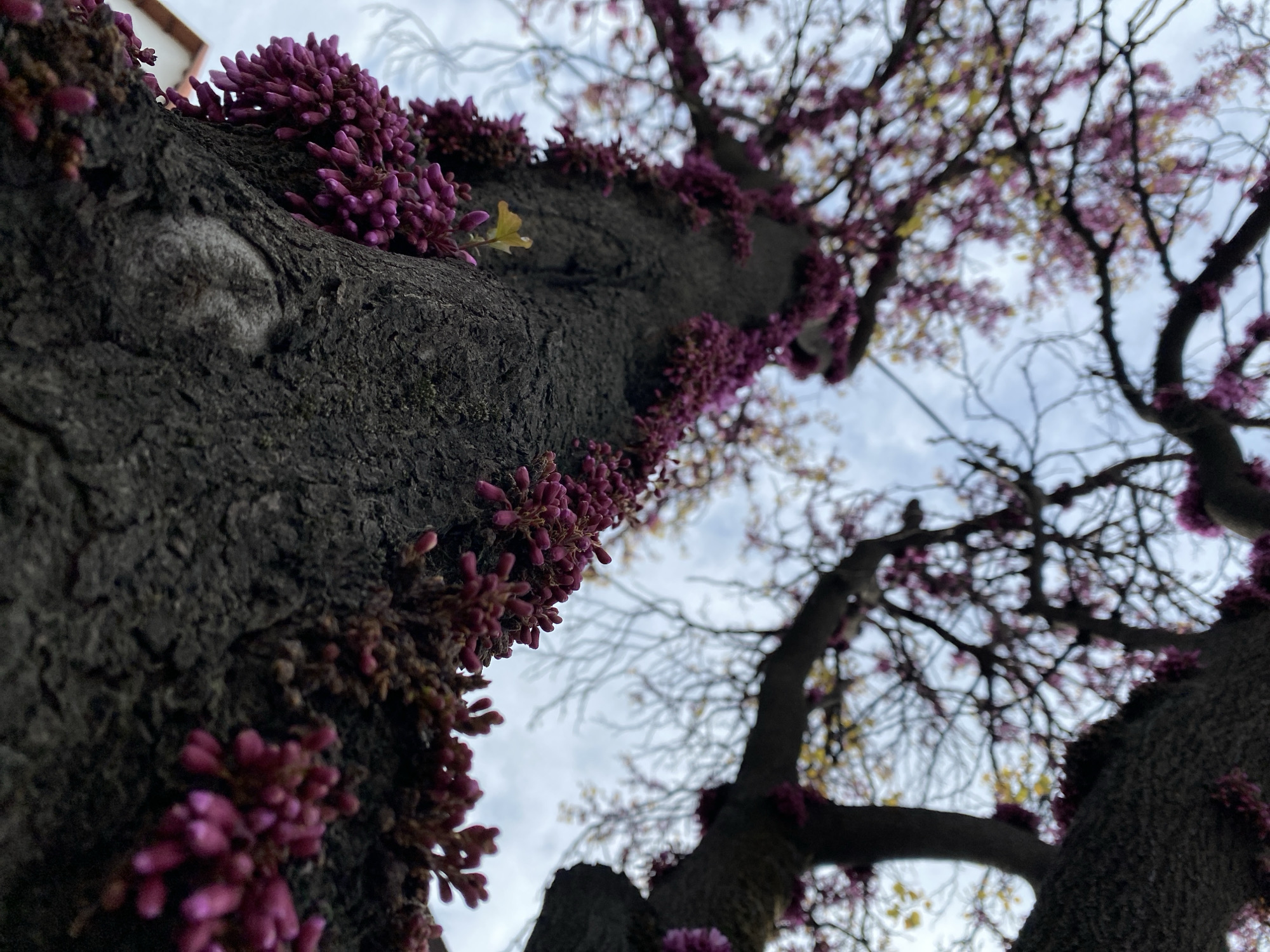 Spring blooms documented at Gelendzhik park promenade