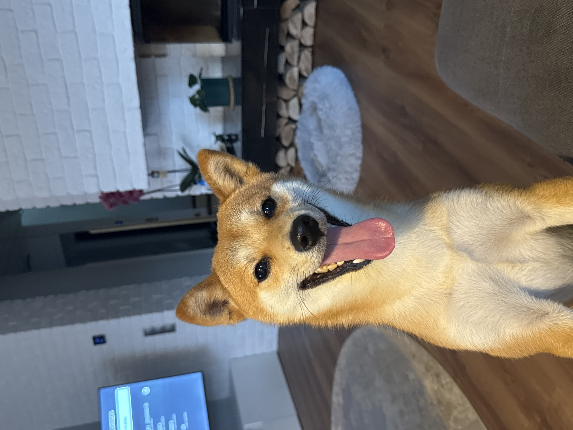 Shiba Inu plays with boy in Latvia home