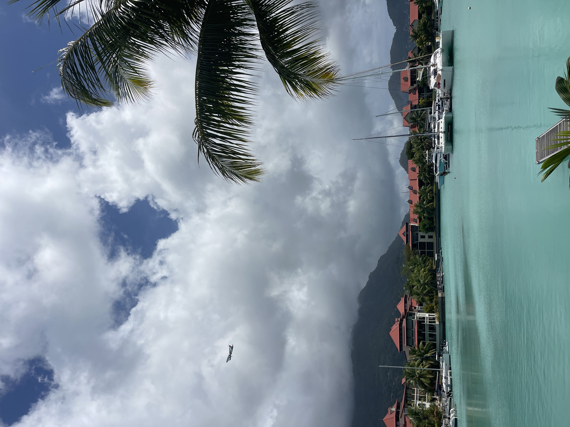 Providence marina seen from above, framed by tropical palms