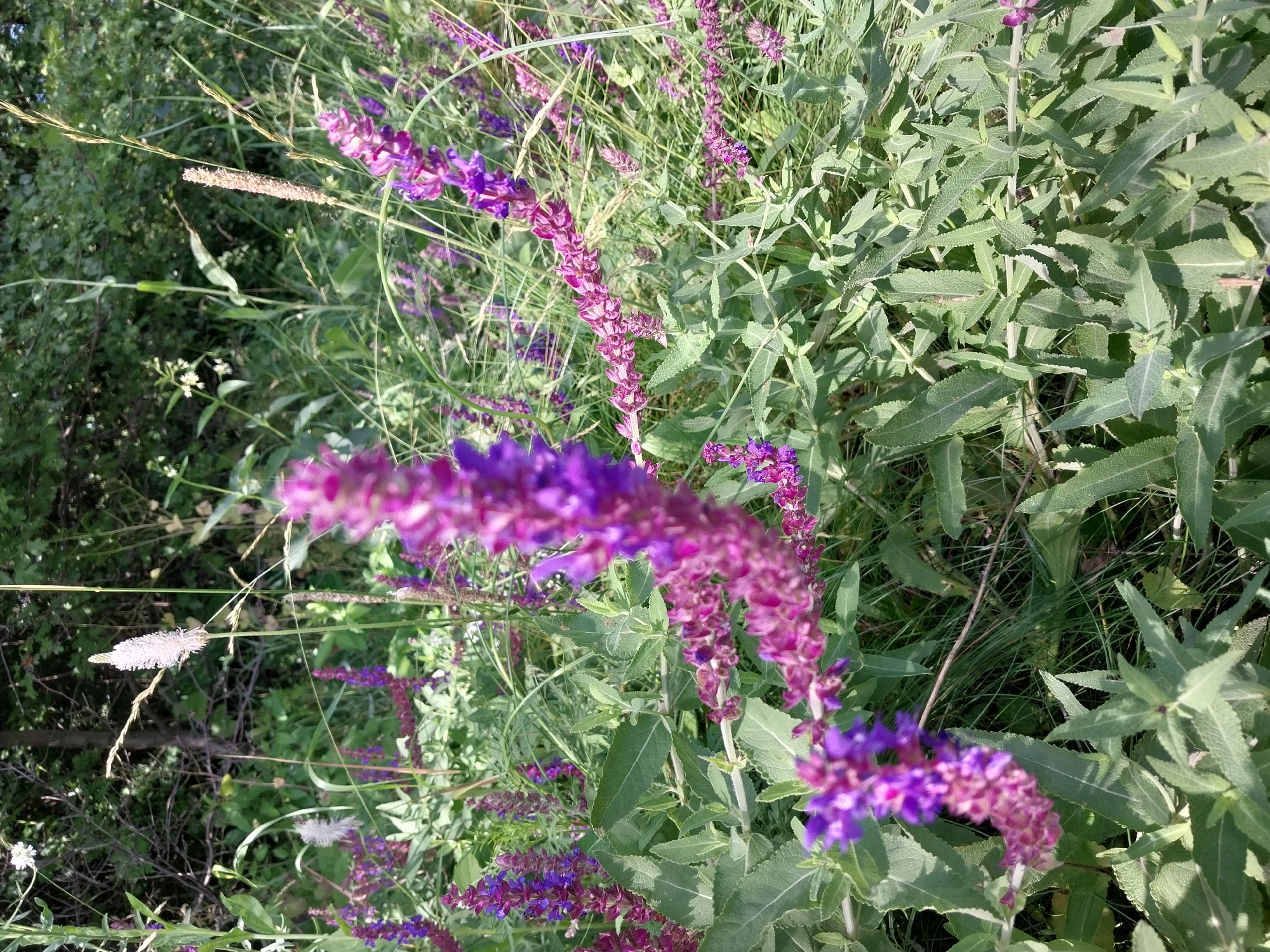 Morning wildflower documentation across Dnipro's natural areas