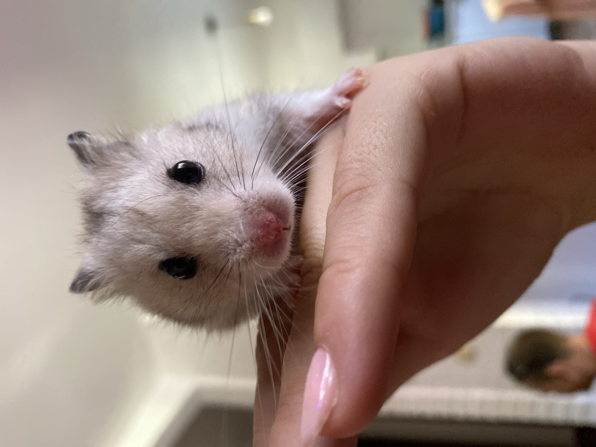 Fluffy grey hamster poses for close-ups in Montenegro