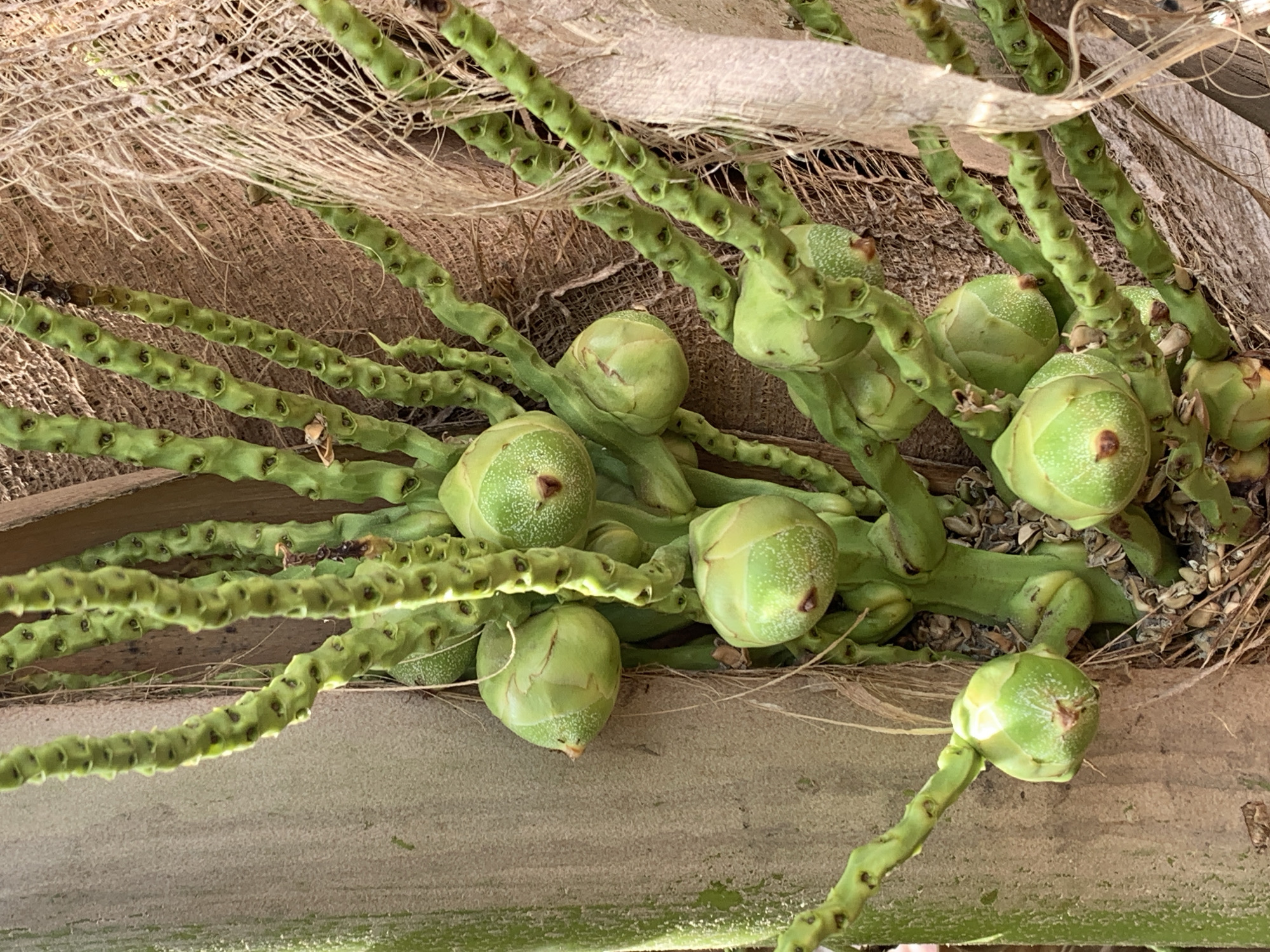 Young coconuts cluster on flowering stalks in Ikorodu, Nigeria