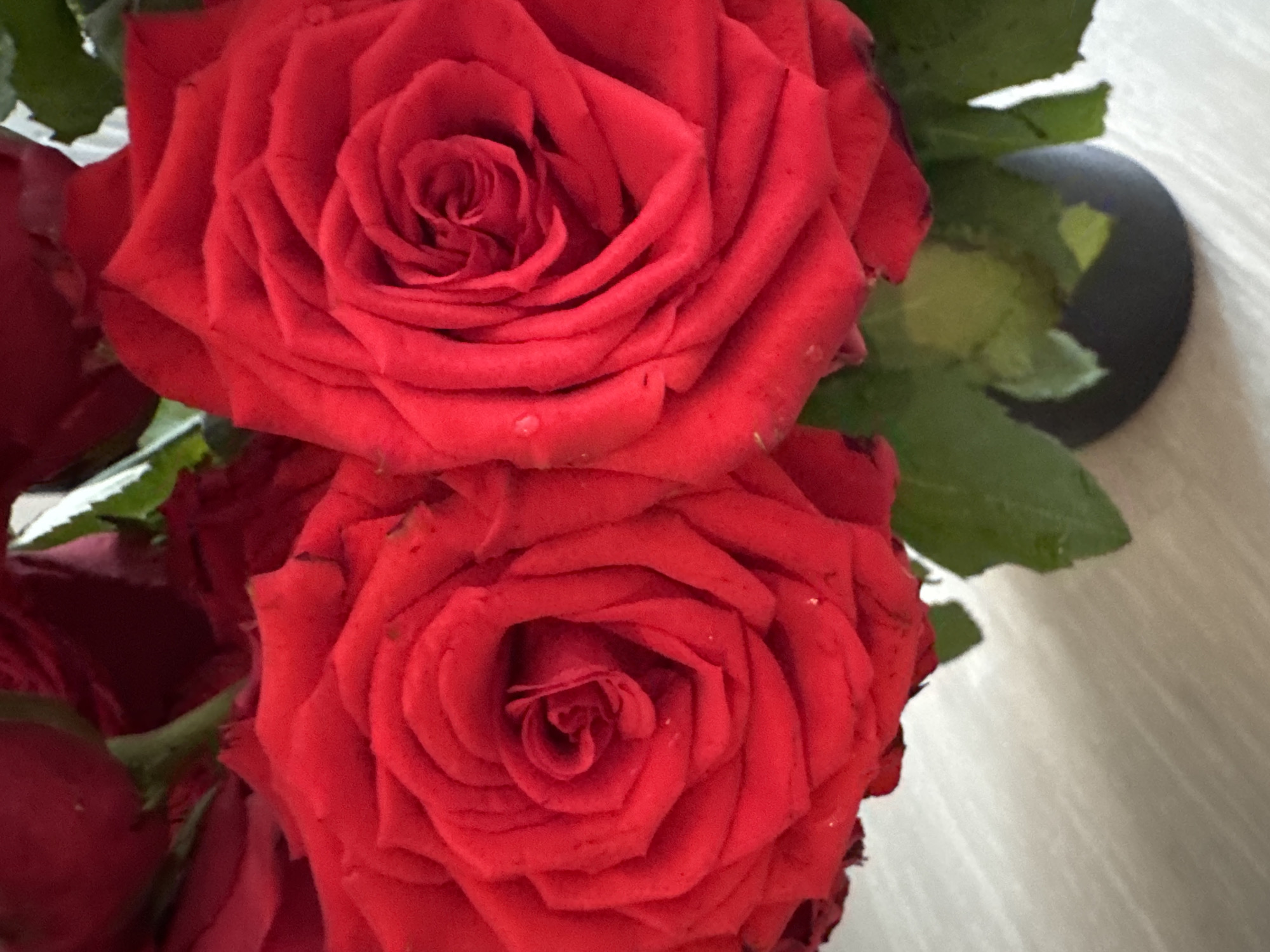 Red roses in a black vase, Kathu