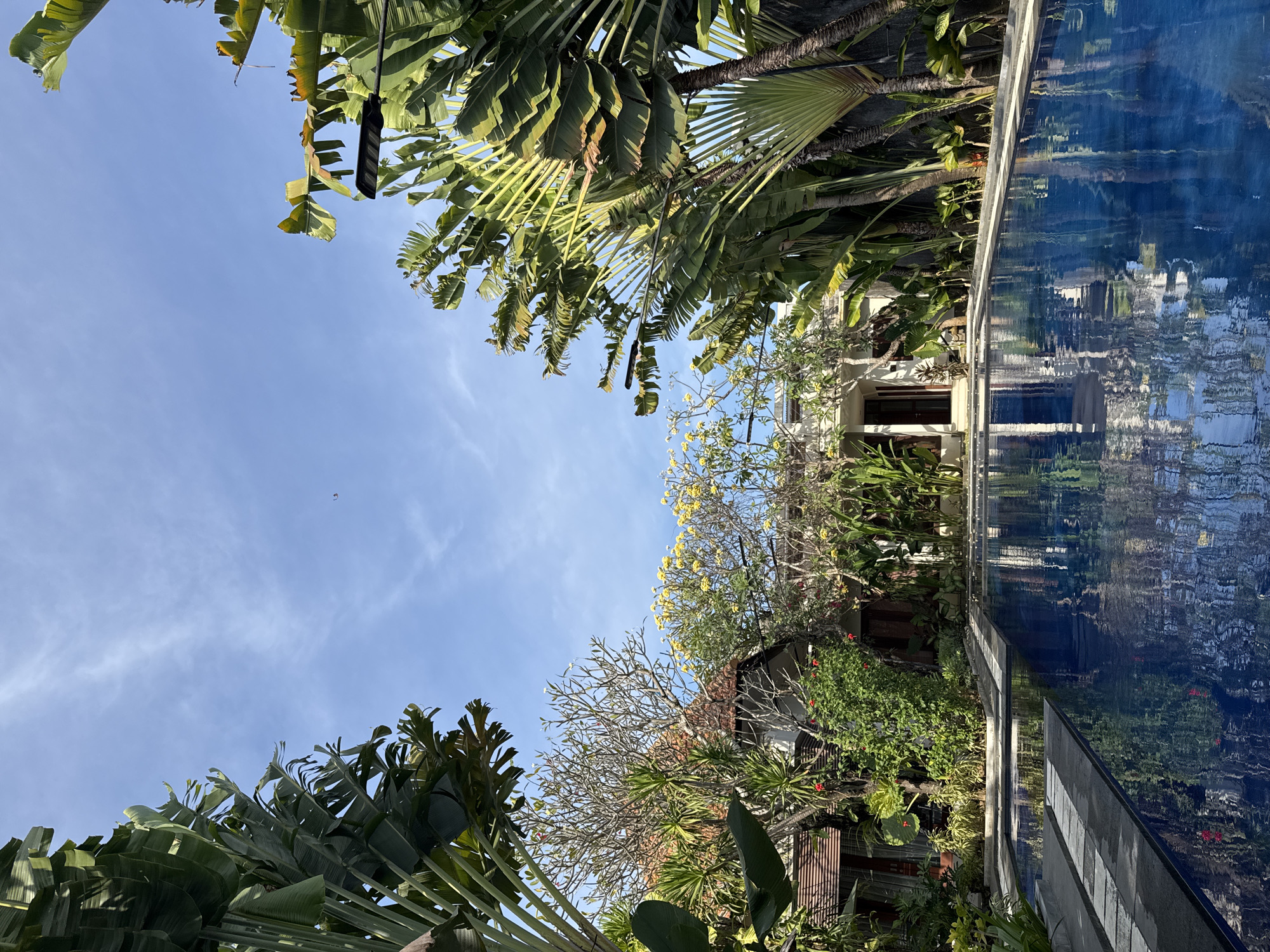Monitor lizards and tropical flora at a Bali resort pool