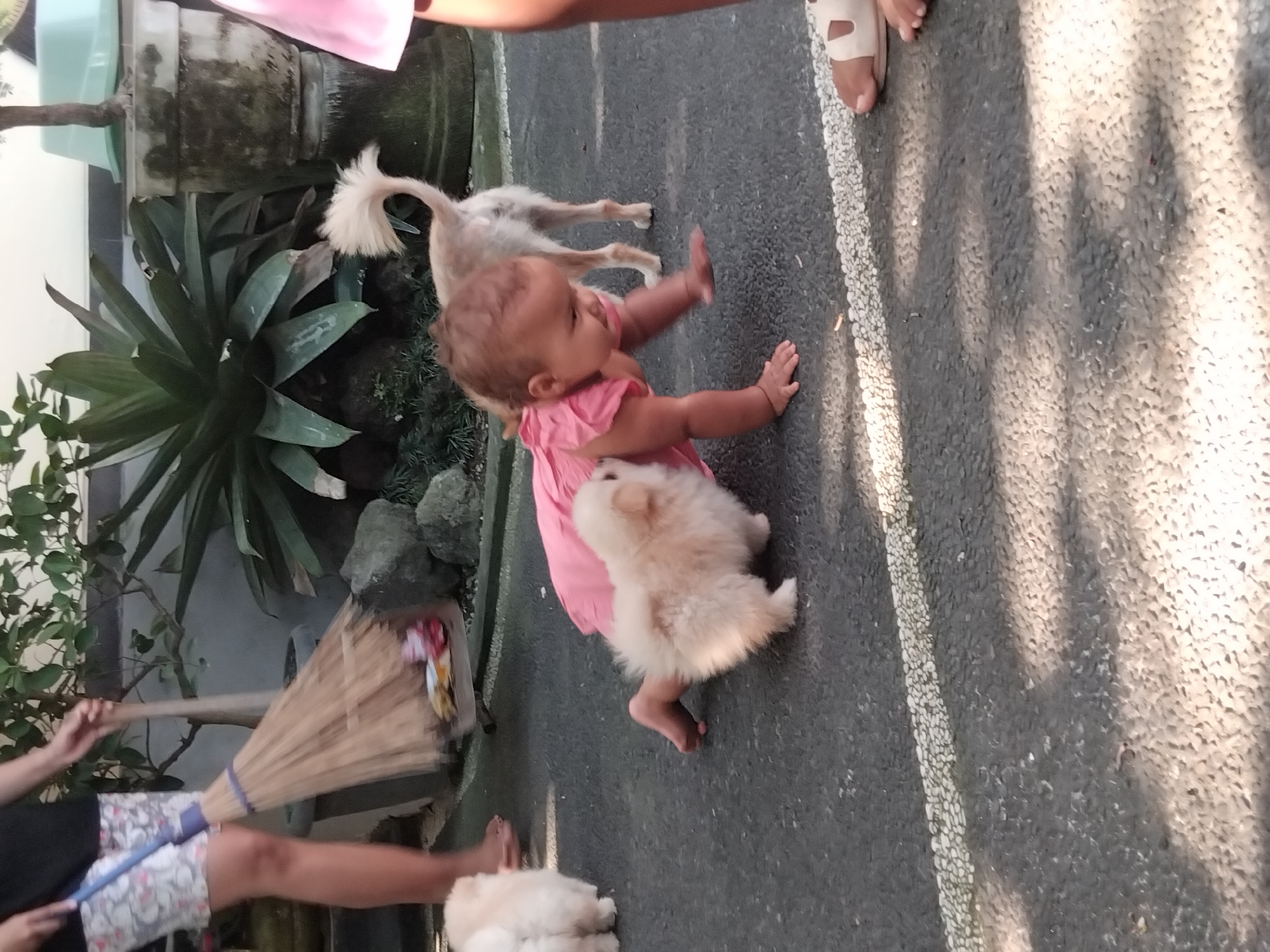 Toddler in pink dress plays with two fluffy dogs outdoors