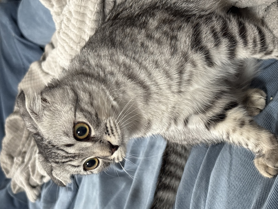 Scottish Fold cat captured in multiple poses around Perm home