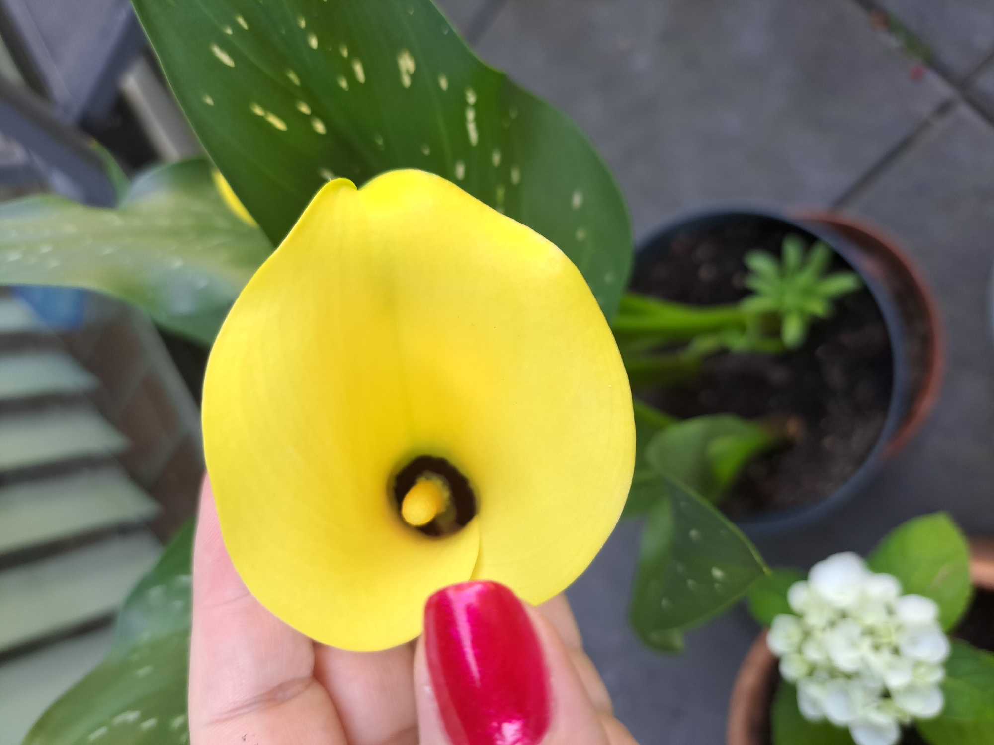 Morning spent with potted flowers, drinks, and small everyday details