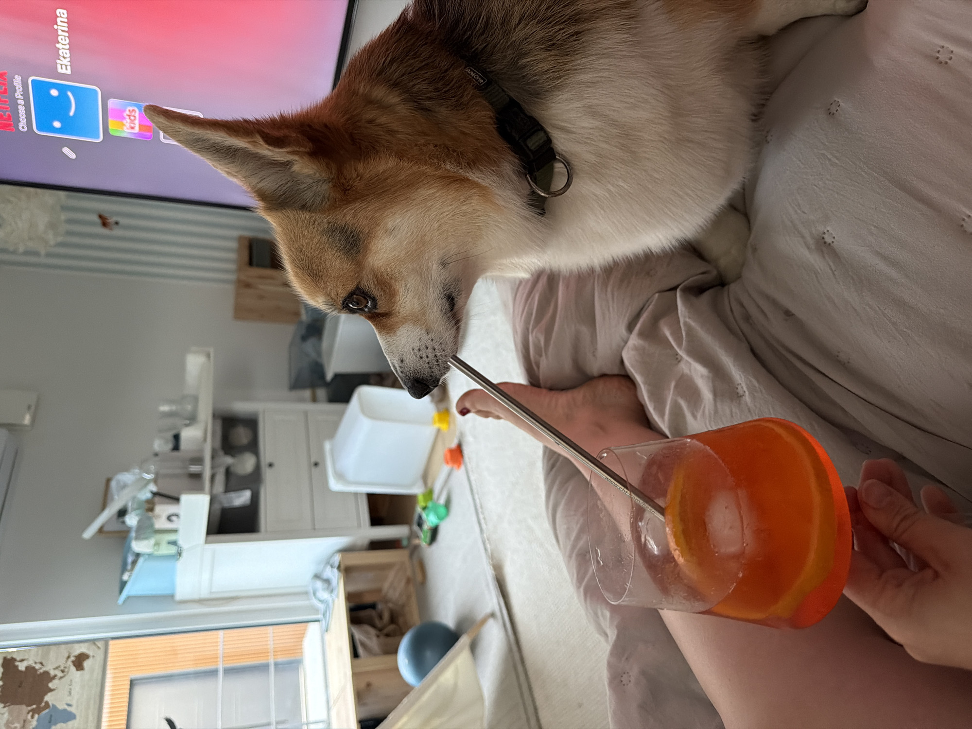 Family shares quiet evening with corgi in Gangloff home