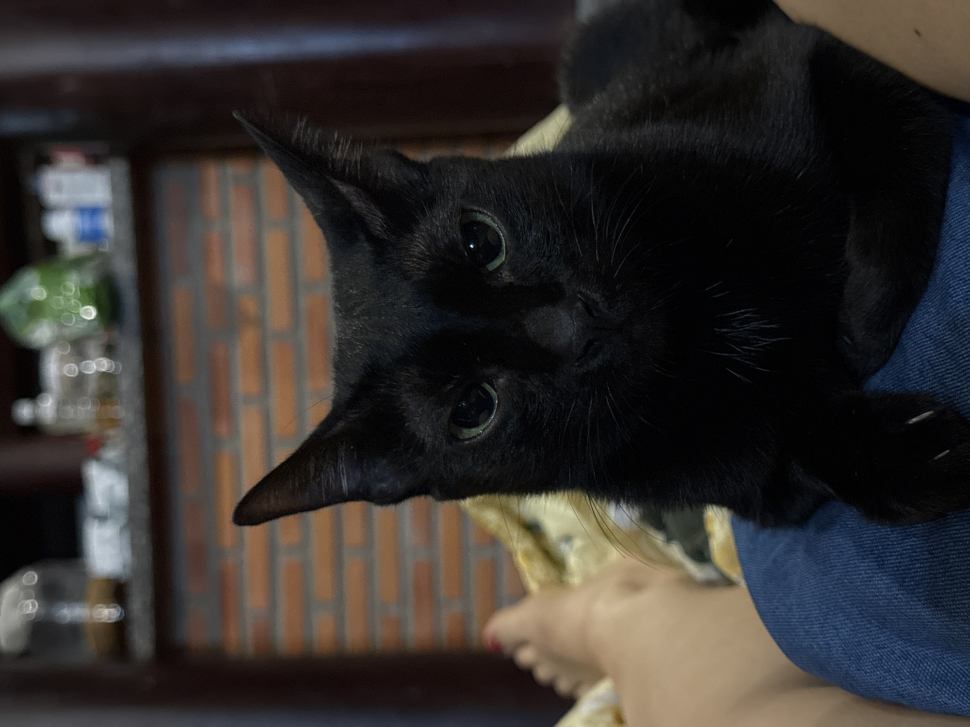 Black cat sits on person's lap in Mũi Né