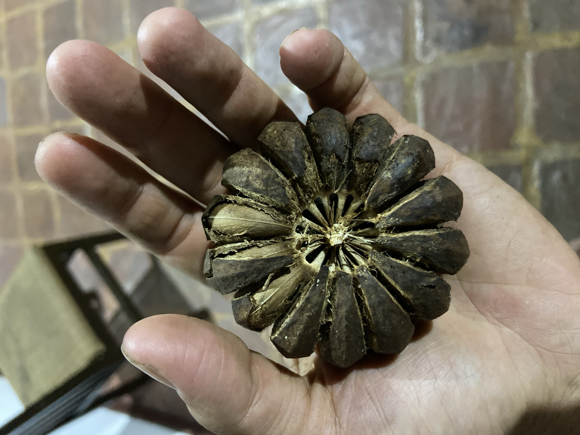 Person holds dried botanical specimen in Los Velásquez, Venezuela