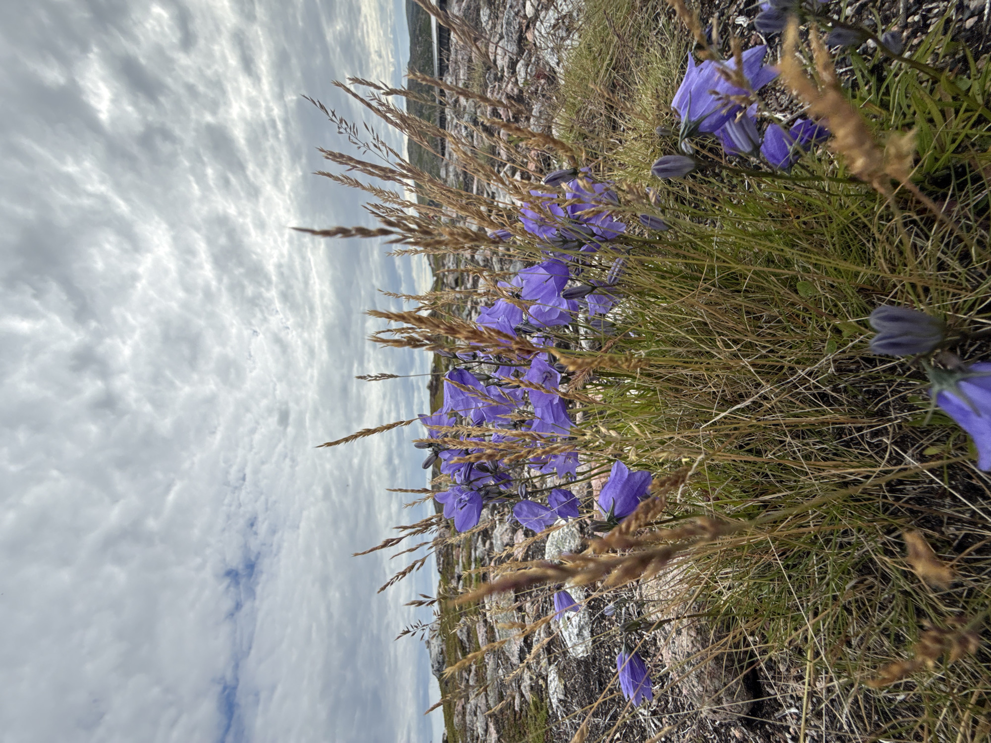 Exploring Teriberka's Arctic coastline, tundra, and wildflowers