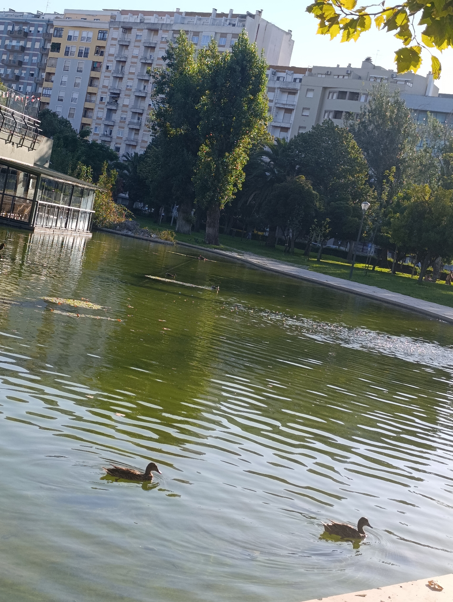 Busy afternoon in a Setúbal park and its surrounding streets