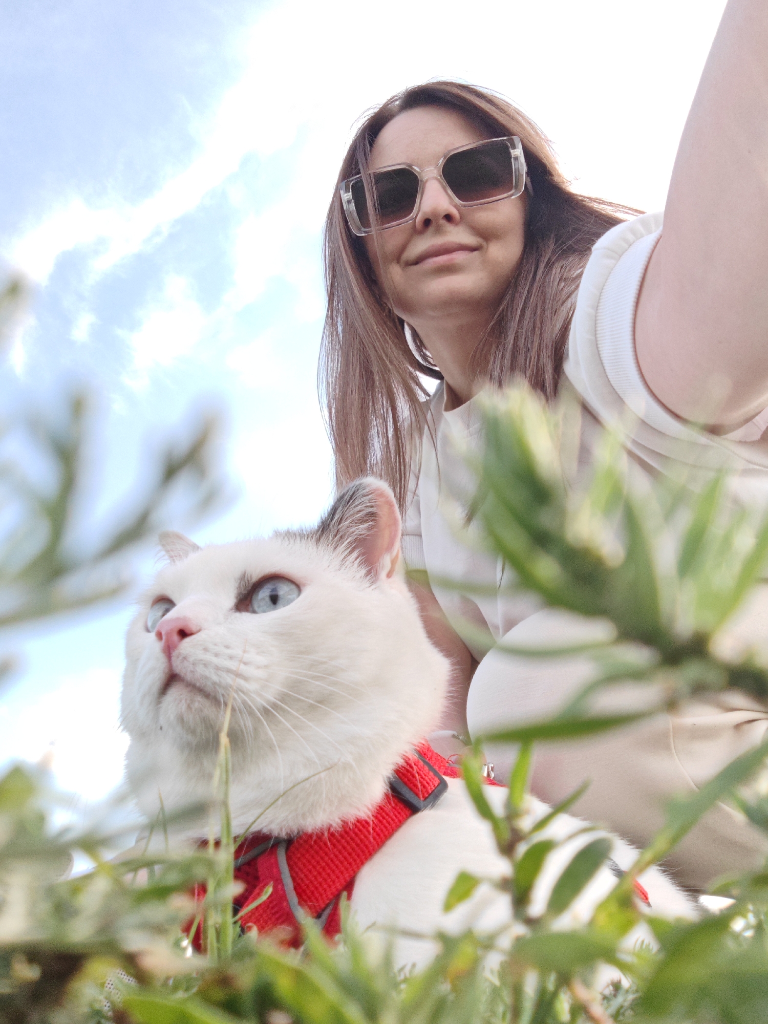 Cat on a leash enjoys some outdoor time