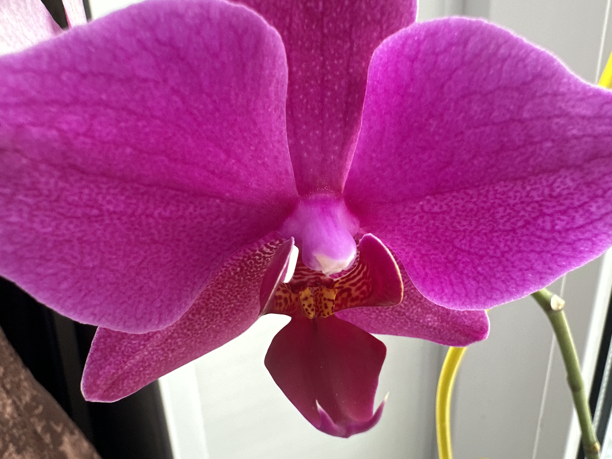Close-up houseplant and orchid photos from a Podolsk home