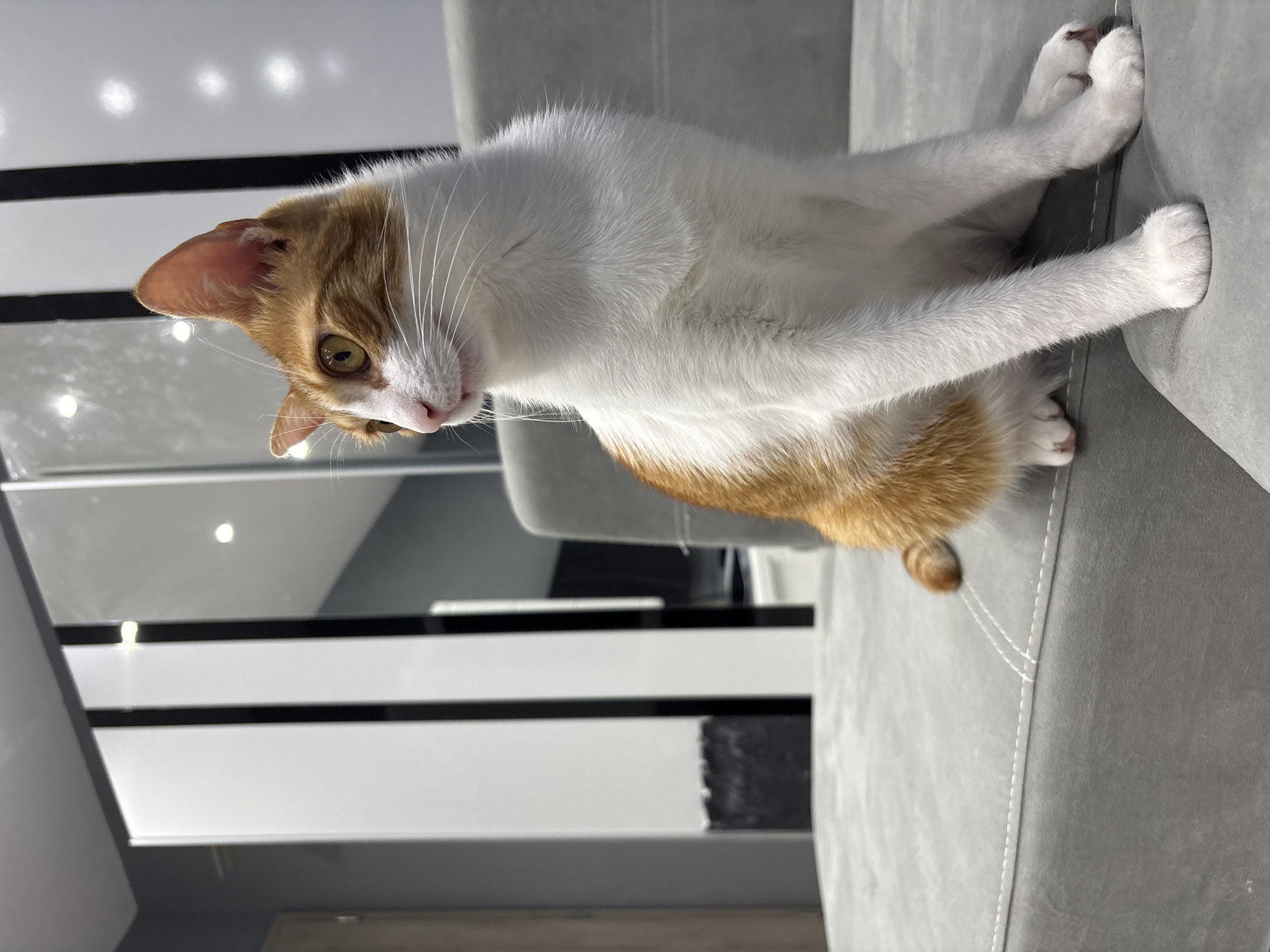 Orange cat photographed on gray sofa in Pleven home