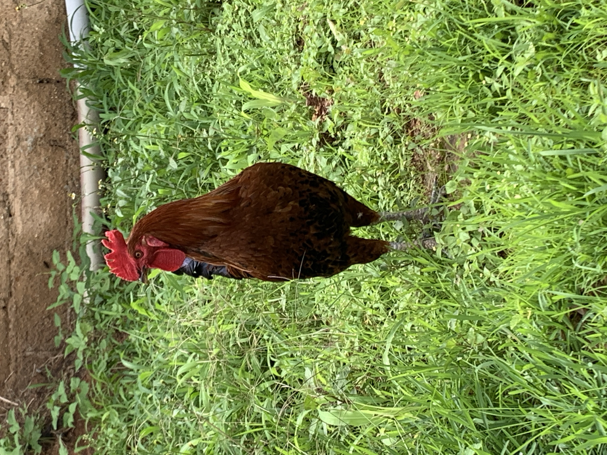 Chickens and a resting figure in a Jos backyard