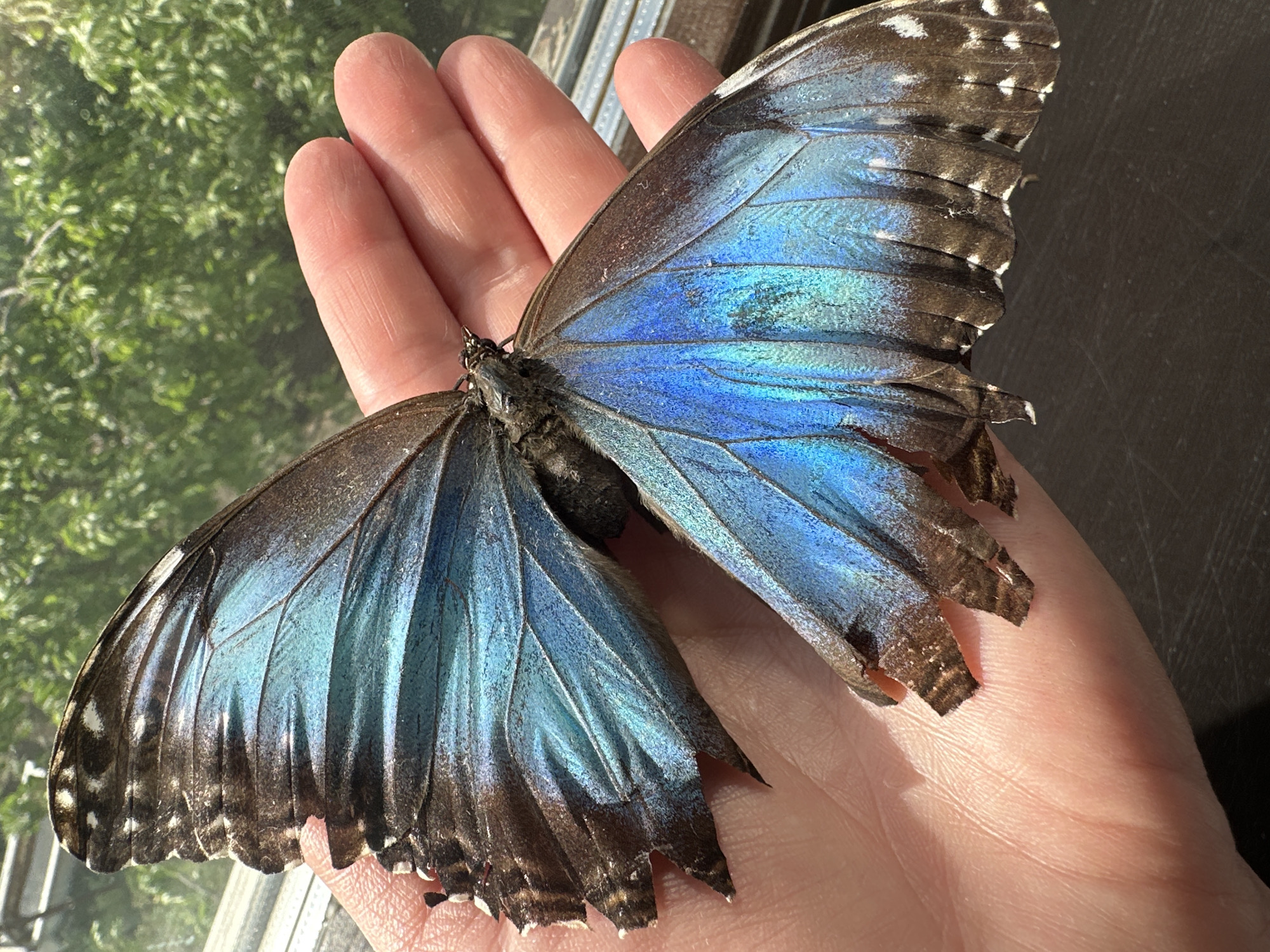 Person handles dead butterfly, cleans windows in Chaikovsky