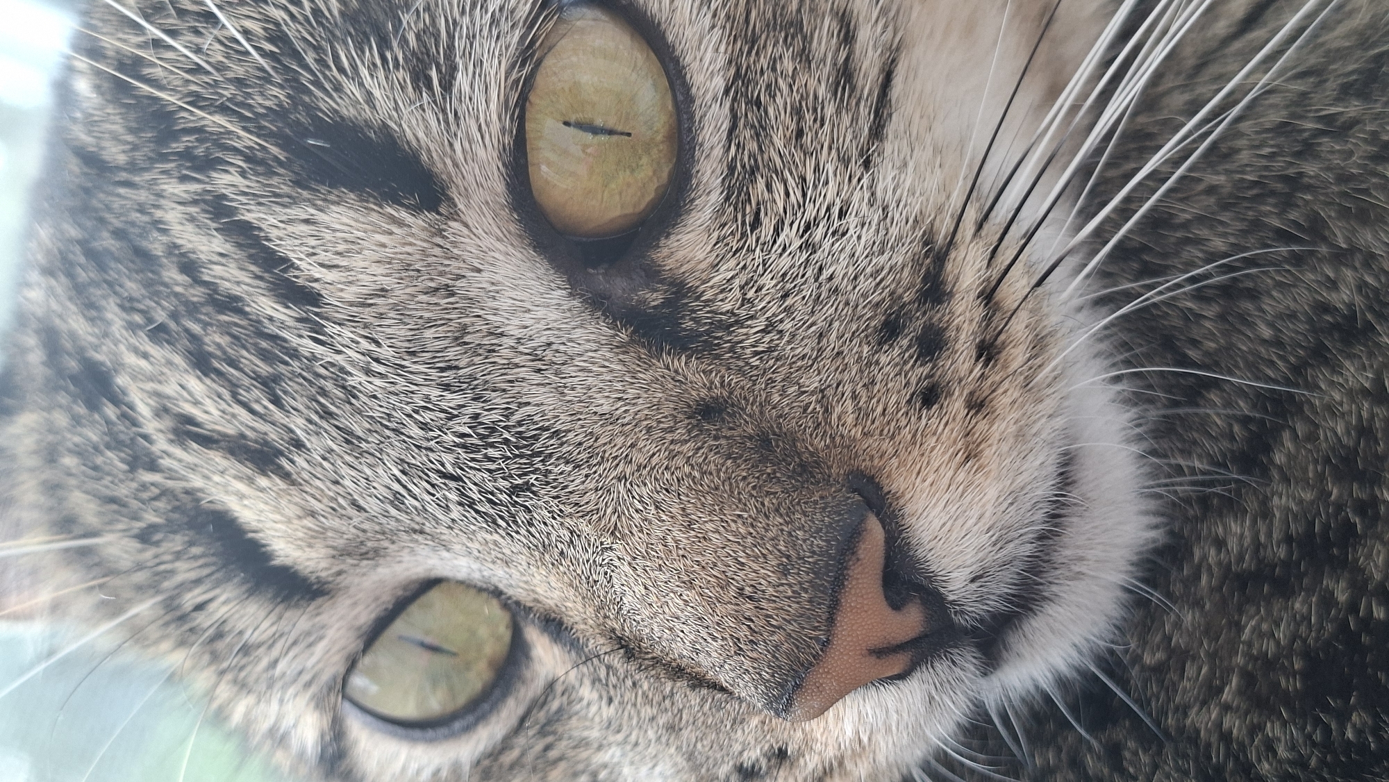 Tabby cat photographed lounging on windowsill in rural Belarus