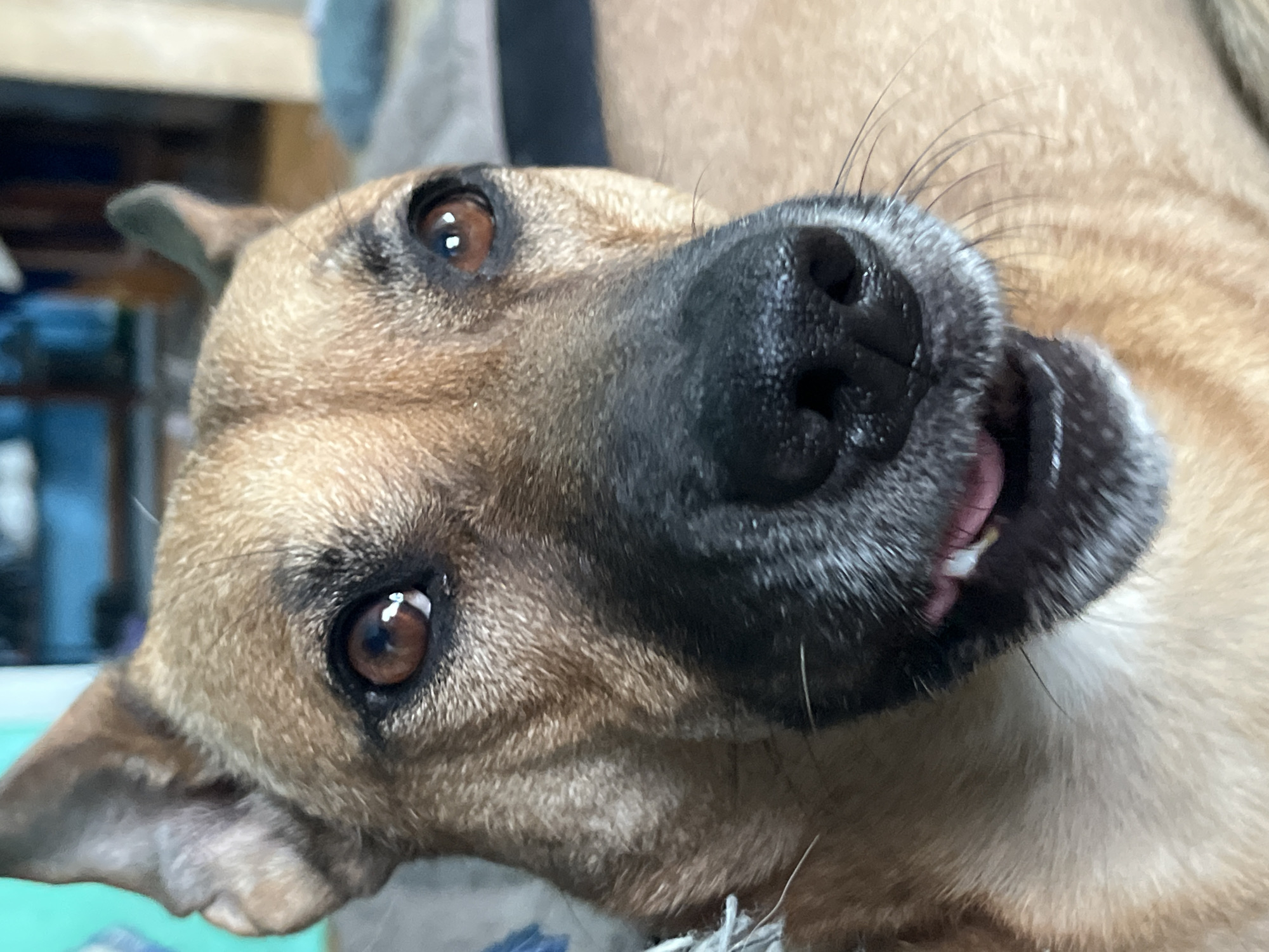 Dogs lounging and nuzzling indoors in Nizhny Tagil