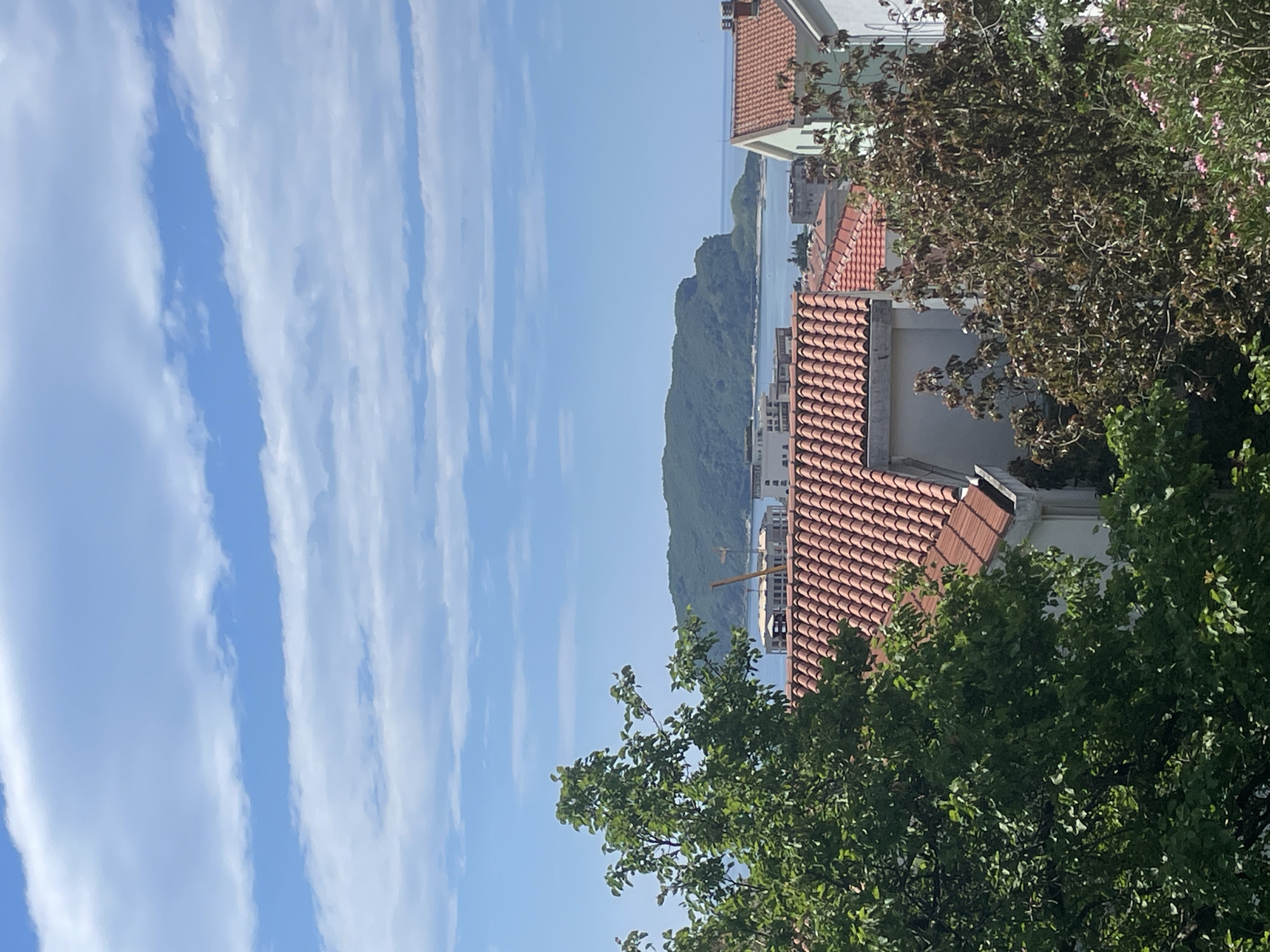 Morning coastal views and citrus trees documented in Budva