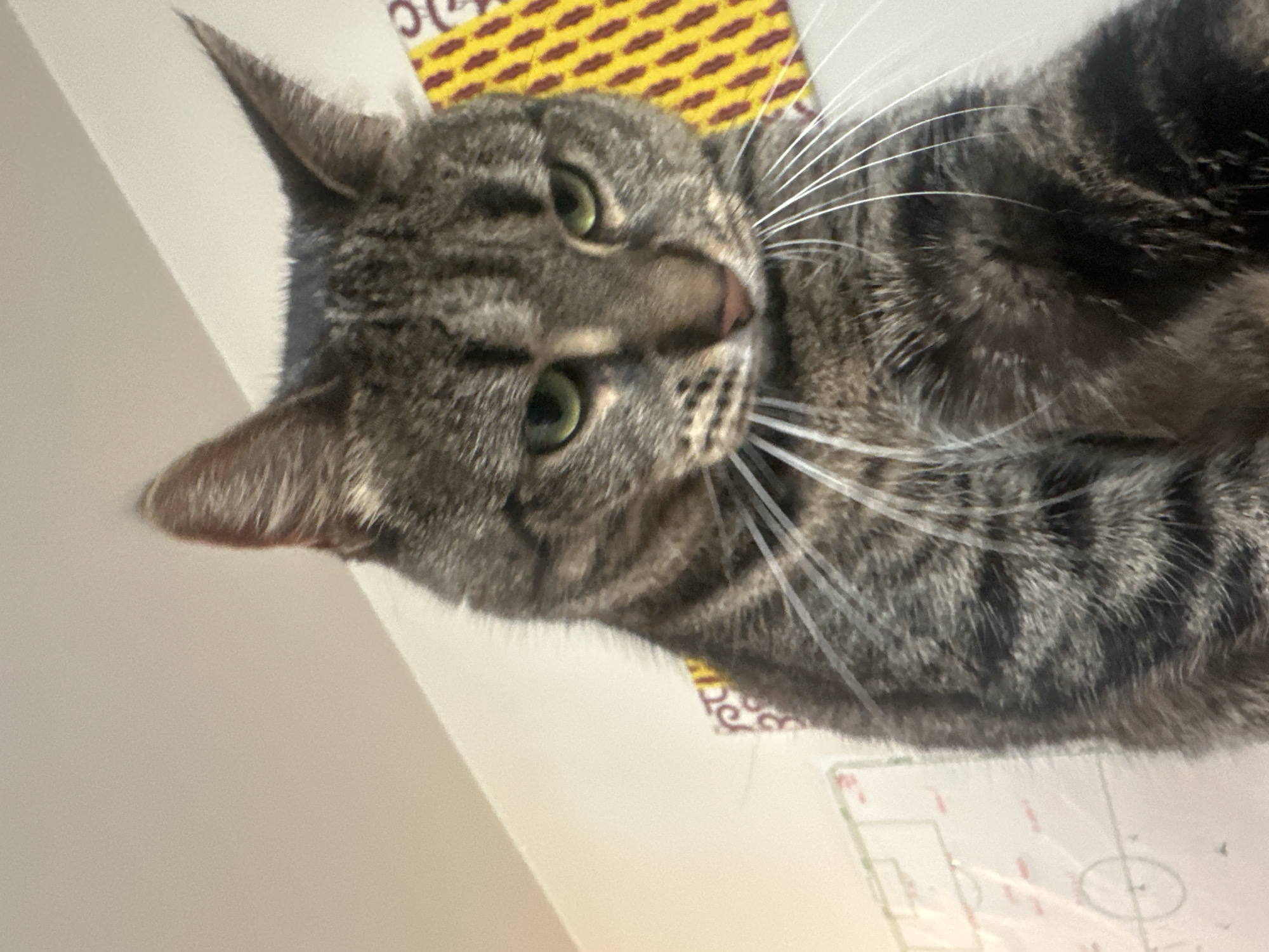 Tabby cat photographed in Châtenay-Malabry, France