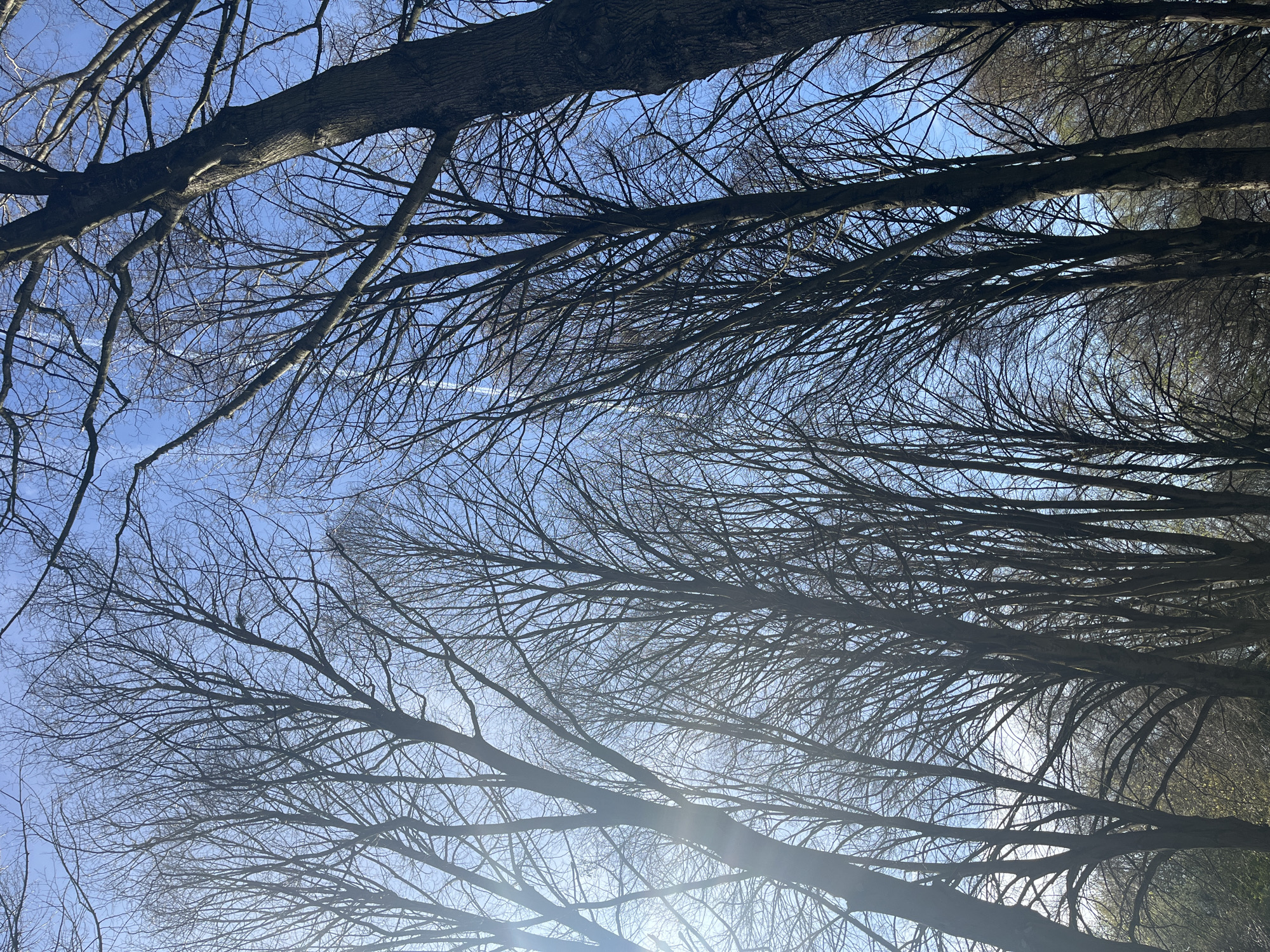 Spring afternoon walk documented in Maastricht park pathway