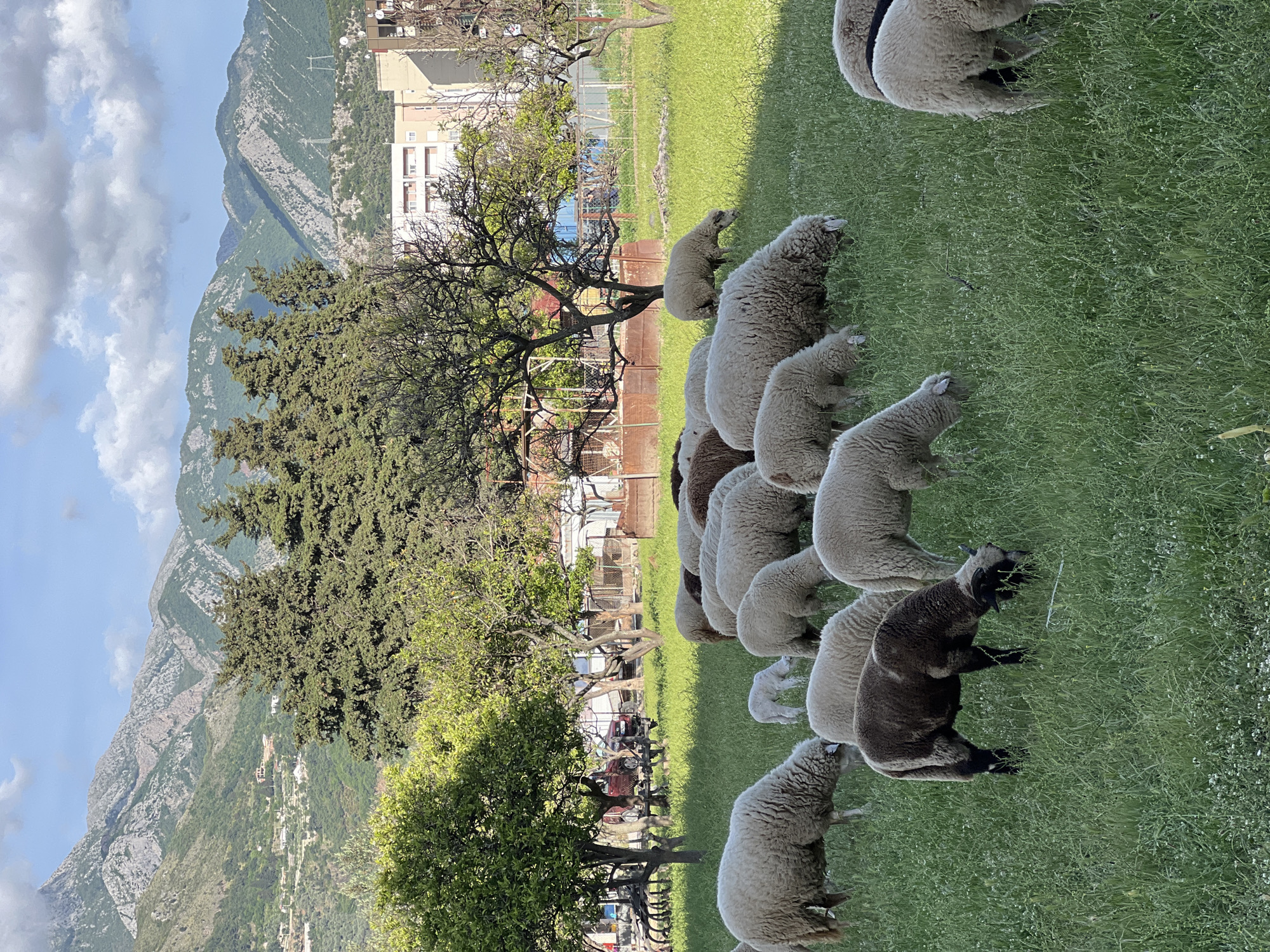 Sheep flock grazes in meadow near Bar, Montenegro