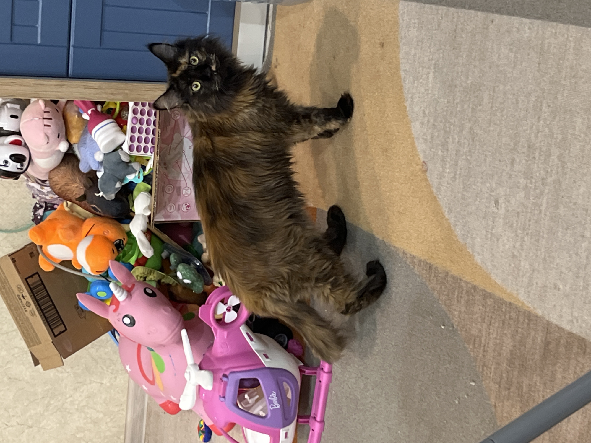 Tortoiseshell cat documented in Tyumen home over one hour