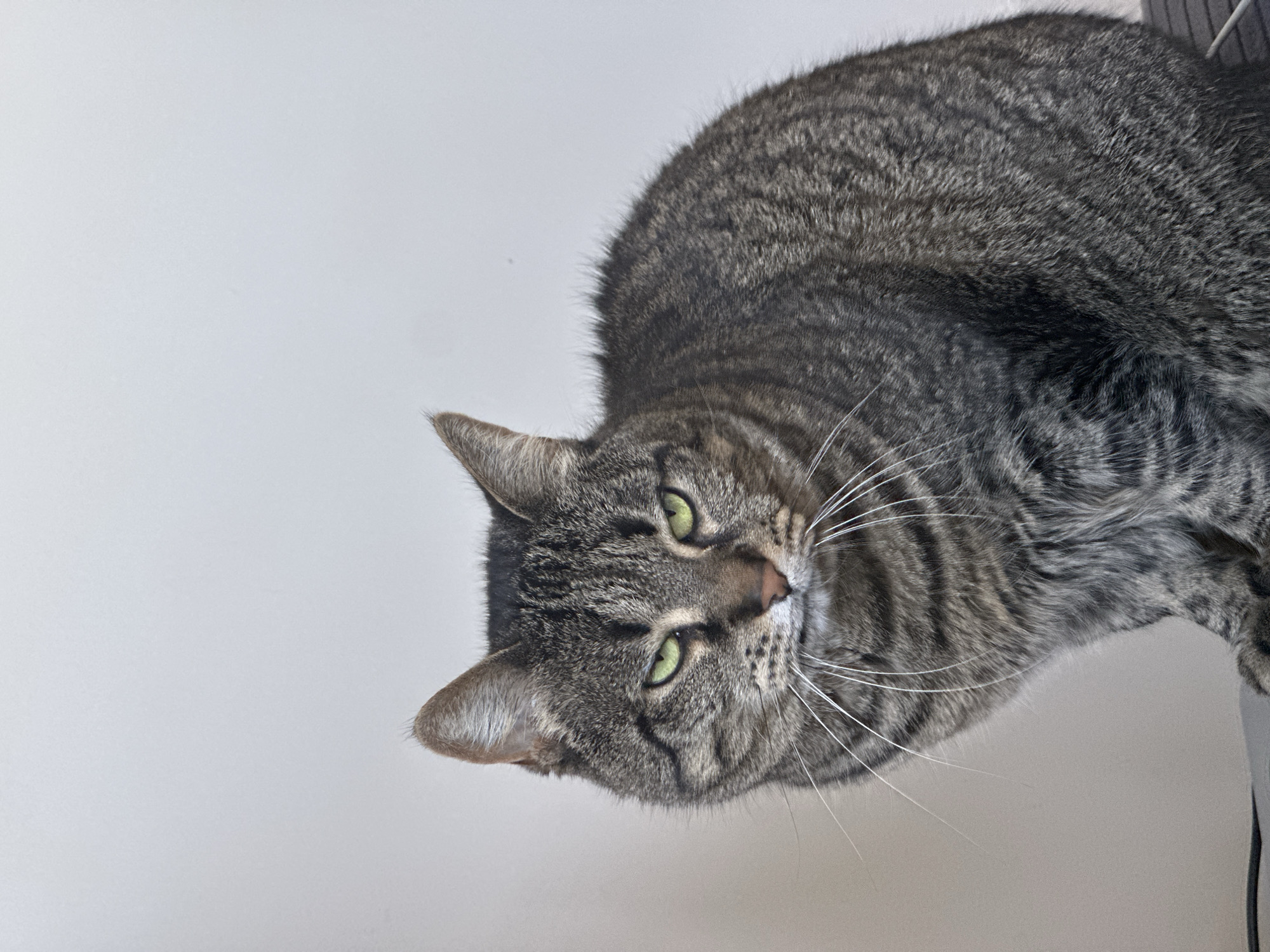 Tabby cat photographed in Châtenay-Malabry, France