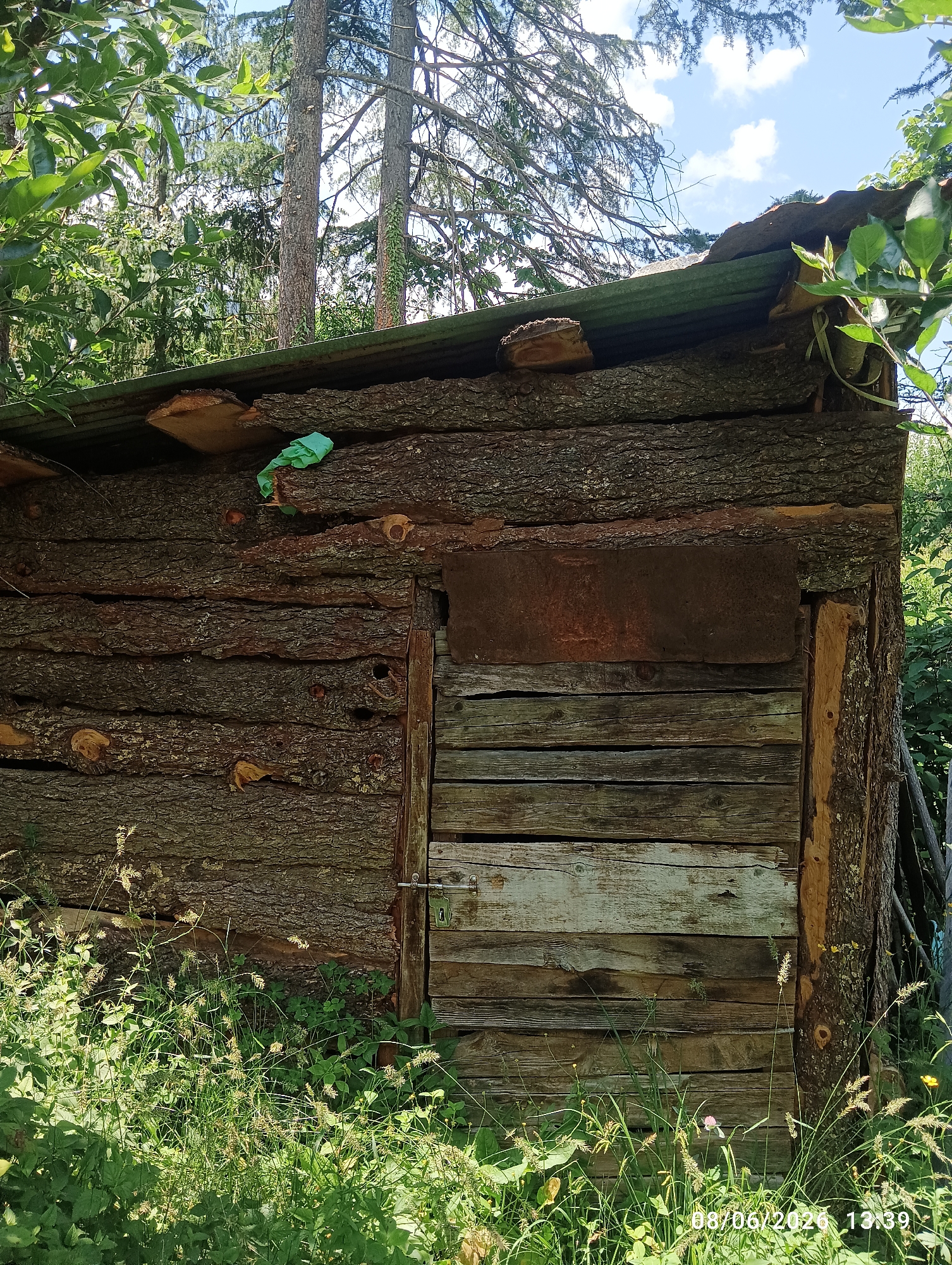 Morning forest walk documented around Old Manali, India
