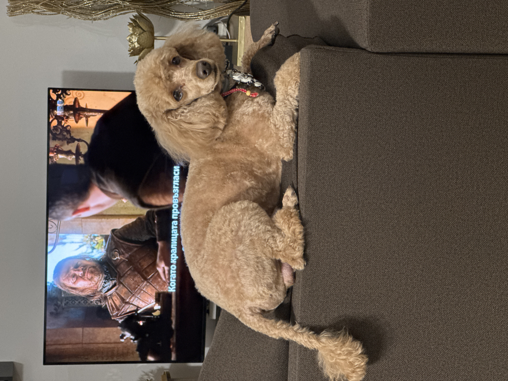 Poodle rests on couch while TV plays in Greek home