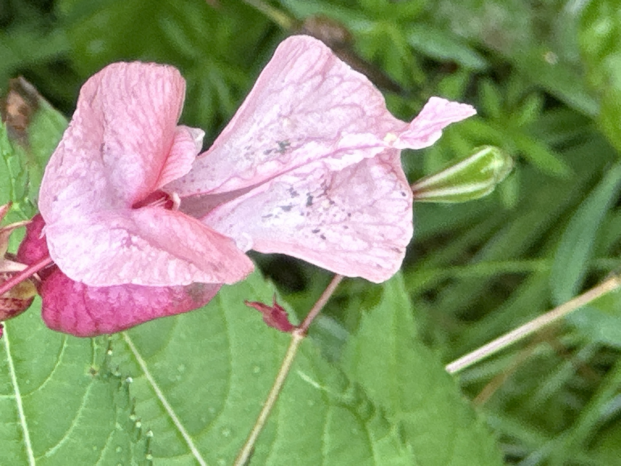 Post-rain garden in Podolsk, flowers and foliage up close