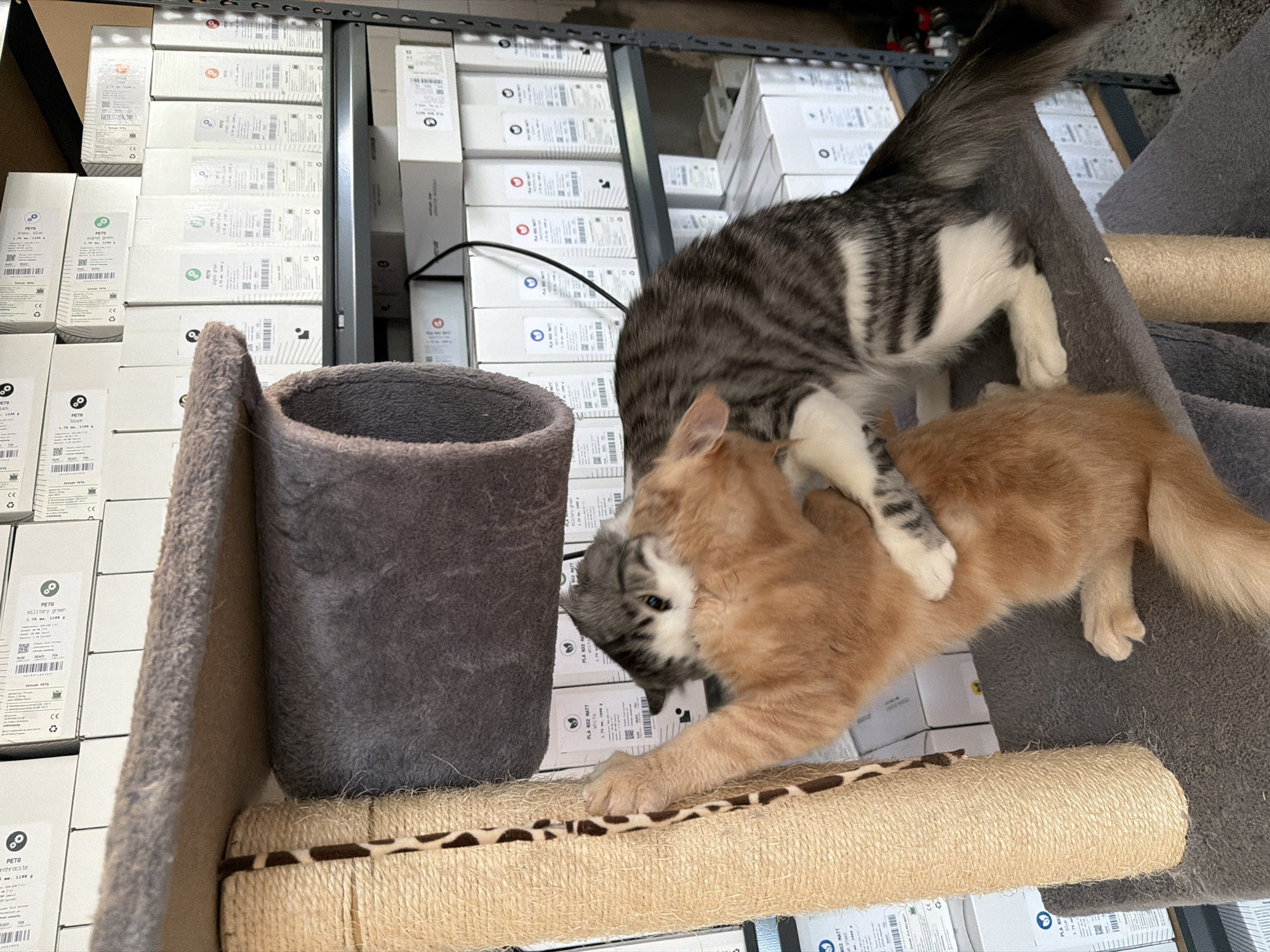 Cats on a cat tree and a sunny drive around Sofia