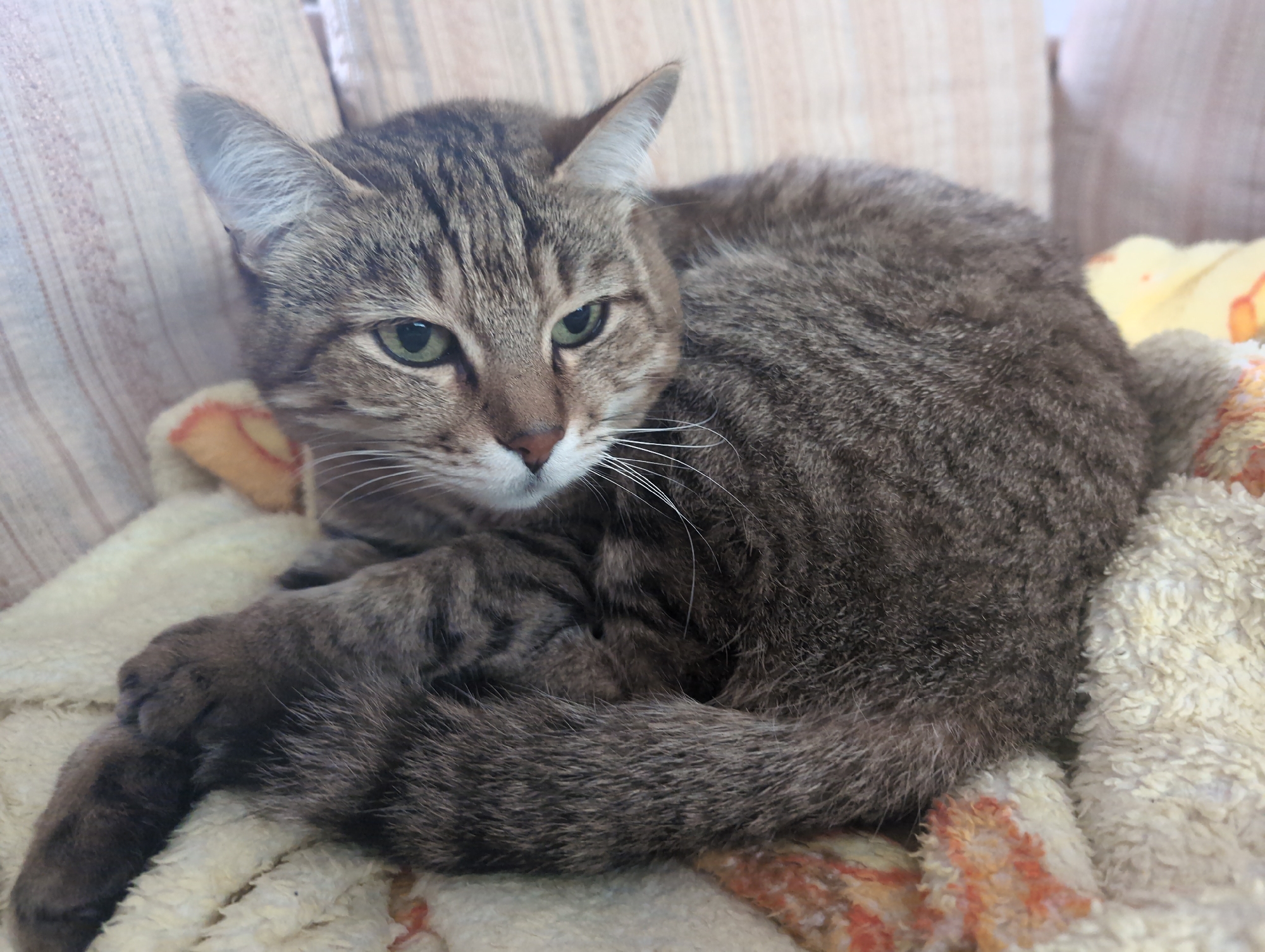 Cat observed resting and feeding in Kazakhstan home